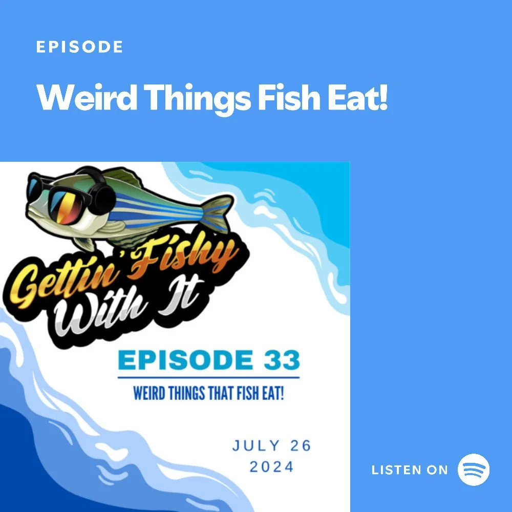 Time for a fun #ThrowbackThursday! Last July, we covered the strange, sometimes amusing things that fish eat! 🍽 From sea grasses to license plates, is there anything fish *won't* eat? Find out on Episode 33: Weird things that fish eat!