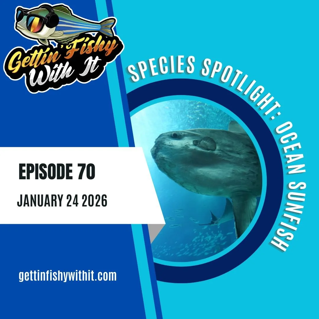 Call the aquarium! It's a baby whale!

Never mind, it's an ocean sunfish! Join us for episode 70 of the podcast, where we'll share all that we know about this big bony buddy! Out latest Species Spotlight drops this weekend!
