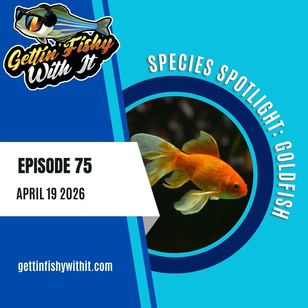 Our 75th episode dropped earlier this week! And this time, we are talking about the snack that smiles back: goldfish! (note: do not eat goldfish, you might get a parasite!)