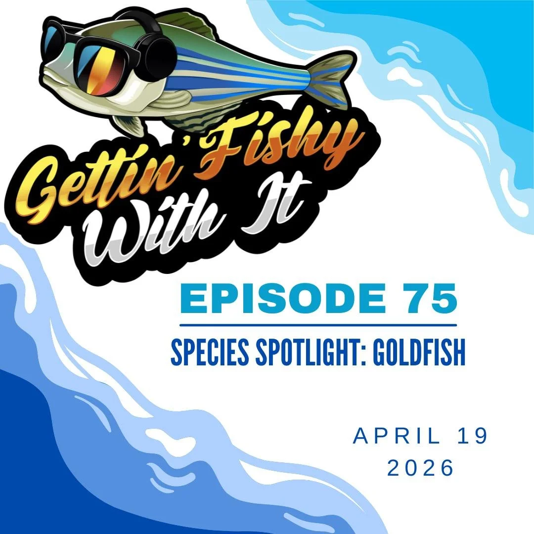 Don't forget to check out our most recent episode, all about the goldfish! What makes this fancy carp so special, and why should you NEVER release one into your local waterways? Check out the episode to find out! And see you in a week for our next ep