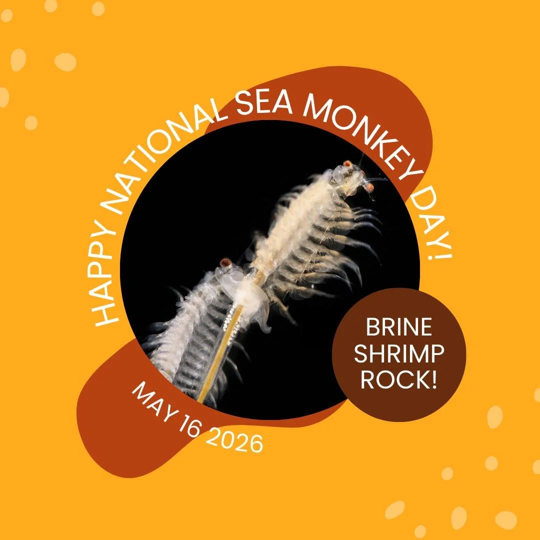 Today is National Sea Monkey Day! We love brine shrimp!

In fact, we love them so much, we did a mini-series all about how important they are! Did you know there is a brine shrimp fishery in Utah, which targets the cysts (dormant) stage of the brine 