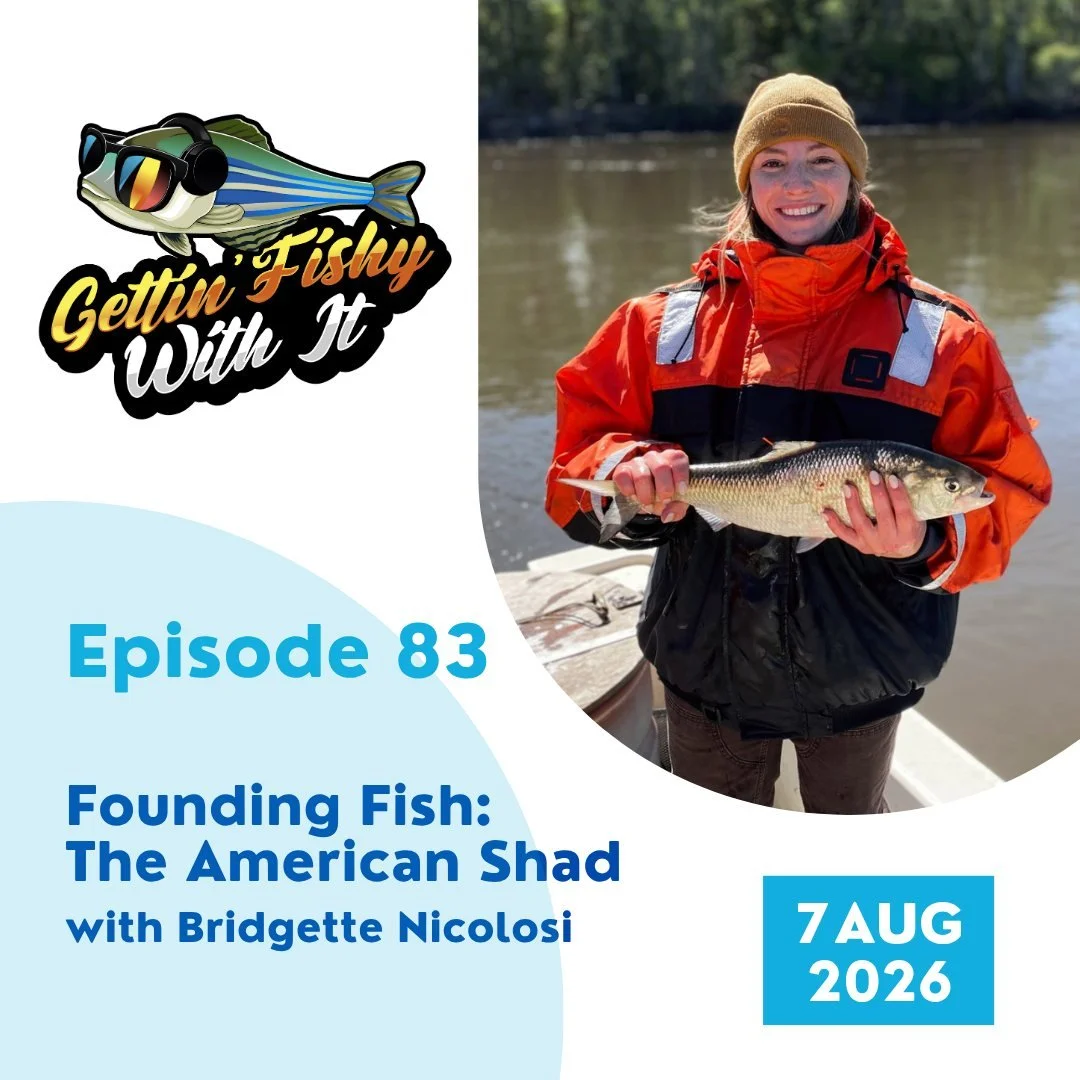 Episode 83 is live today! We are joined by @bridgeonthewater__ to discuss one of America's Founding Fish: The American Shad! We'll discuss why their life history is so important to understand, and why they were so important to the founding of America