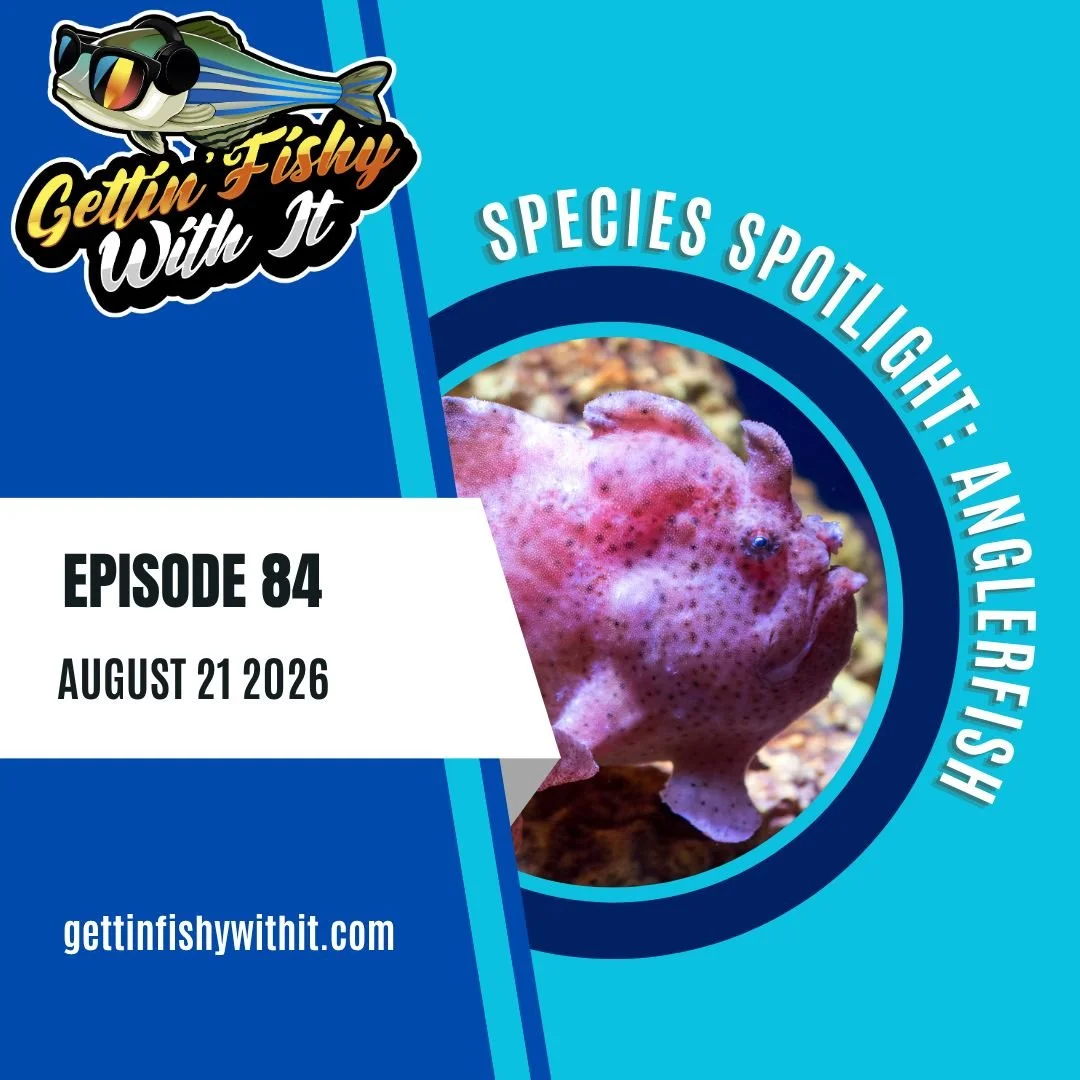Our 84th episode is all about the anglerfishes! We hope we can LURE you in for a listen! Did you know that there's a huge diversity of anglerfishes, not just the toothy deep sea orbs of doom? Join us to learn about these weird animals, and all of the
