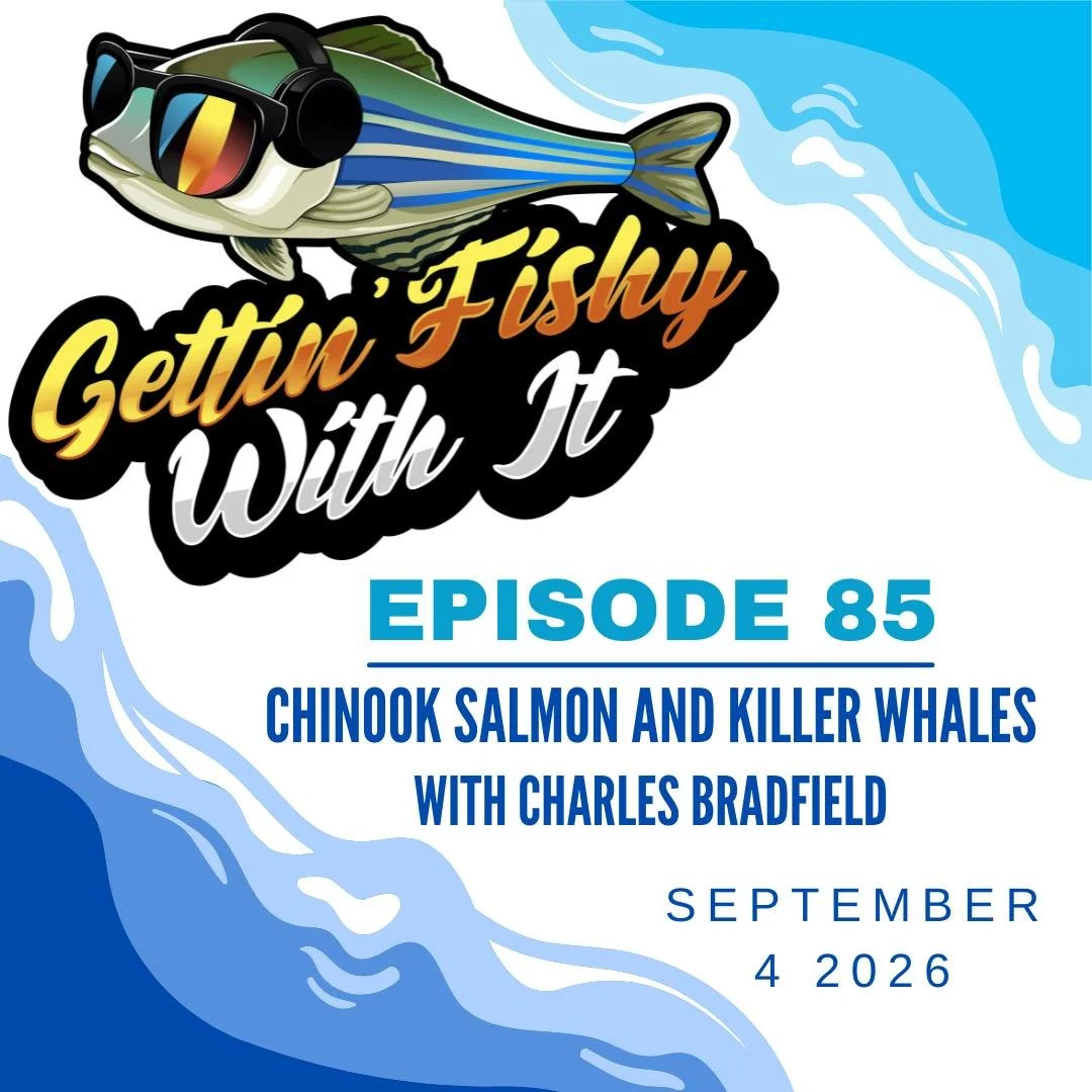 Don't forget to check out our 85th episode, out now! Chinook salmon are essential to the survival of some Killer Whales in the Pacific Northwest. Wanna learn why? Give the episode a listen!
.
.
.
.
.
#killerwhale #orca #podcast #salmon