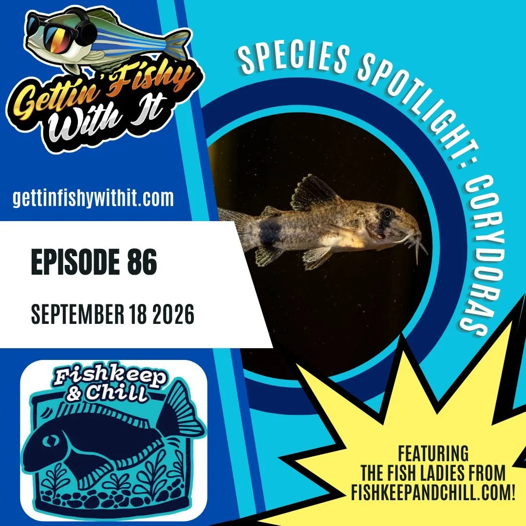 Episode 86 is here and it is a mega episode! We are joined once again by The Fish Ladies @jenoreynolds and Dr. Nora Hickey of Fishkeep and Chill! Our first repeat guests! To celebrate this momentous occasion, we went real DEEP on Corydoradinae catfis