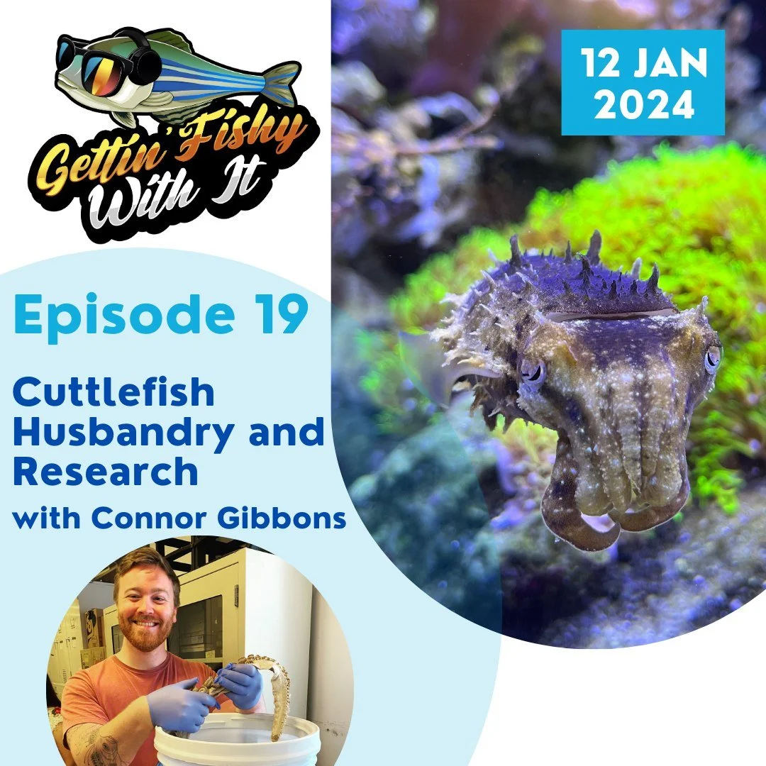 We're excited that cuttlefish are in the news! If you are a cephalopod fan, you've probably seen that @dr.tessa.montague's lab have bred the first transgenic cuttlefish, a huge breakthrough for the study of neurology, among many other things! Back in