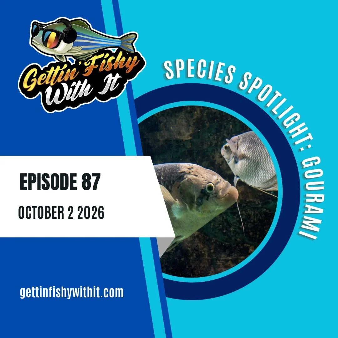 What? Two species spotlights in a row? You bet! Episode 87 is here and we are speaking about one of our favorite family of fishes, the gouramis! From the massive giant gourami to the tiny (but mighty!) sparkling gourami, we will share our joy for the