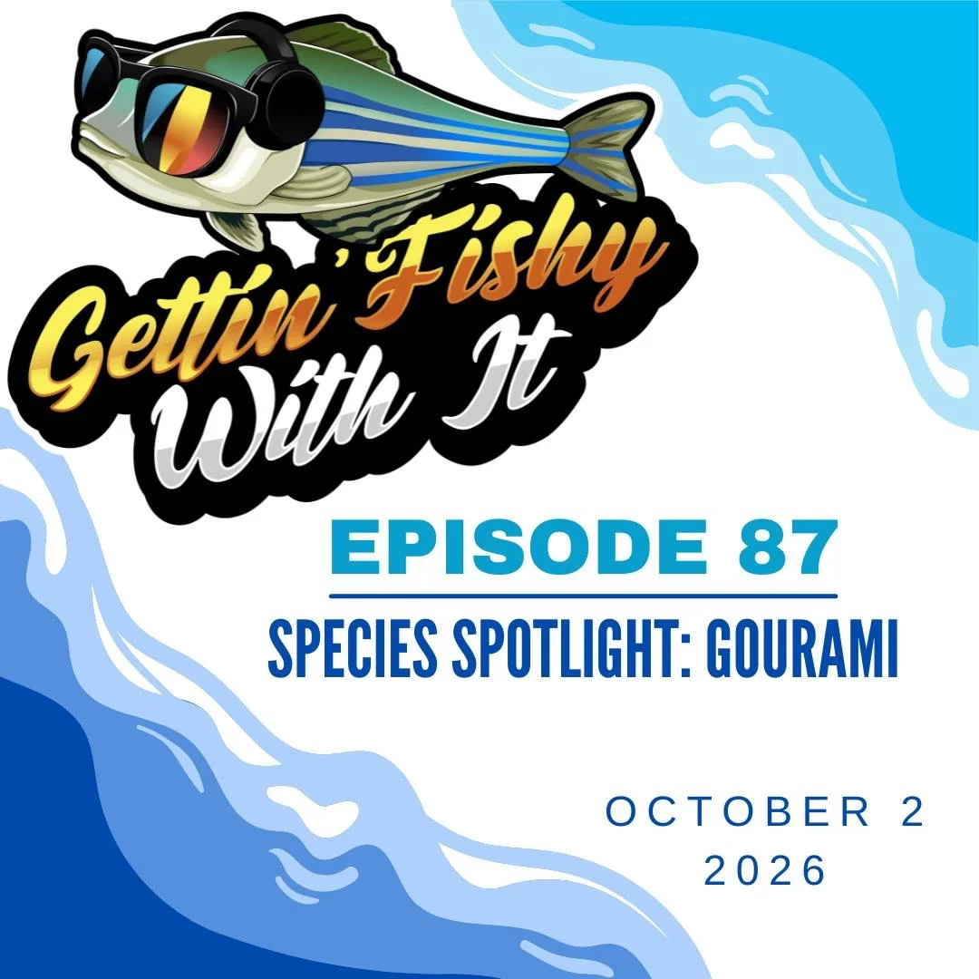 Don't forget to check out our 87th episode of the podcast, all about gourami! Did you know that betta fish are in the gourami family? And that these fishes look after their offspring? All the info you could possibly want to know about these amazing f