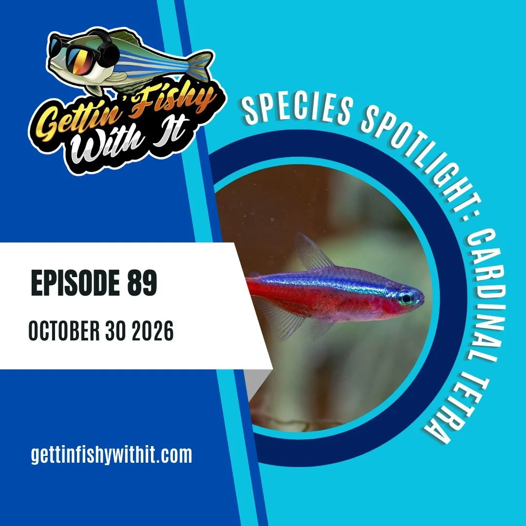 Our 89th episode is live today! We will be schooled on all things Cardinal tetra by @onlyfins_offishial! Want to hear about how this tiny fish inspired and saved a city? Check out this episode to find out!