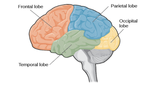 How Does Dementia Affect Vision?