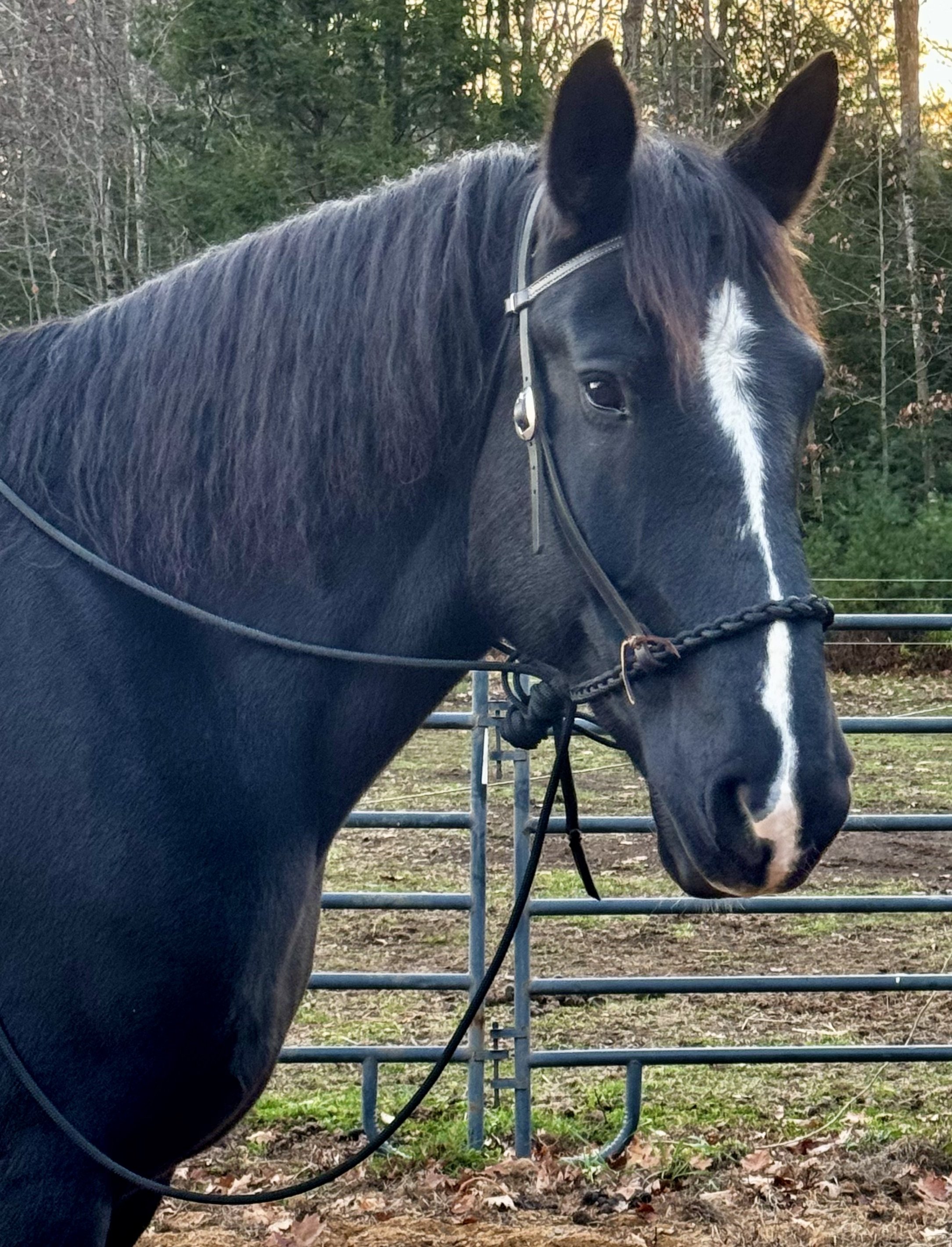 Atlas Ridden Profile.jpeg