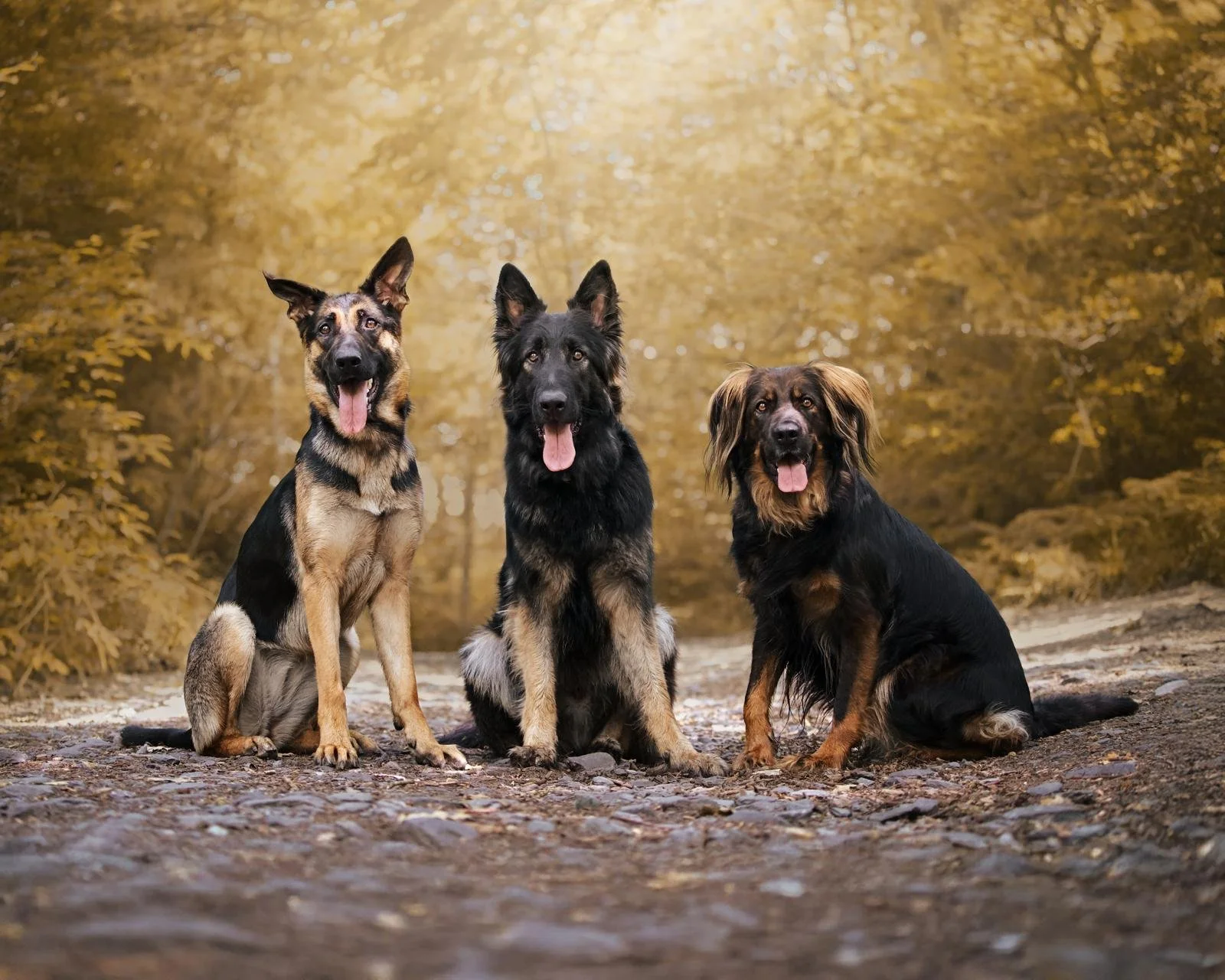 AJ's Pet Transport & Grooming Services