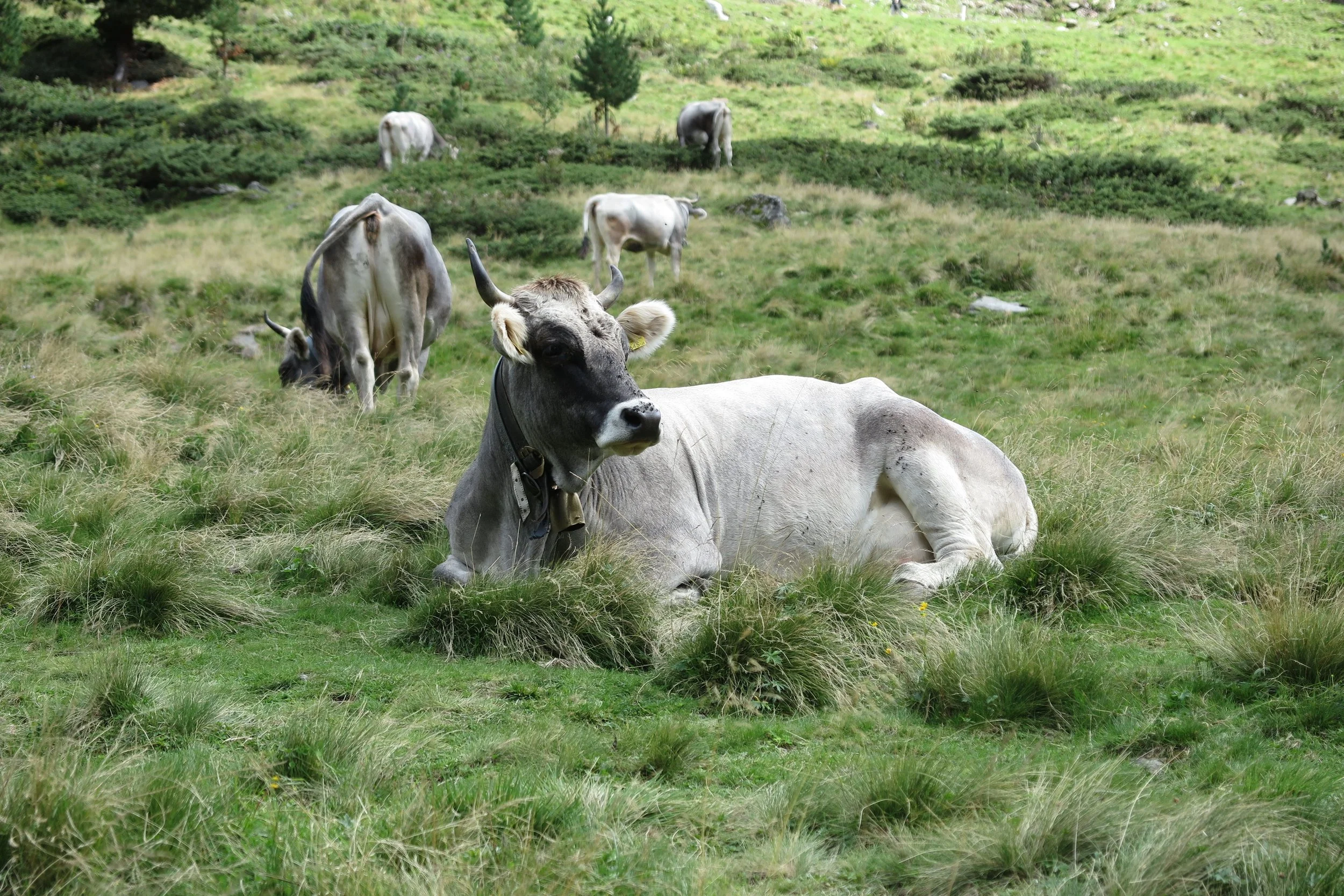 Wandern, Alm, Panorama