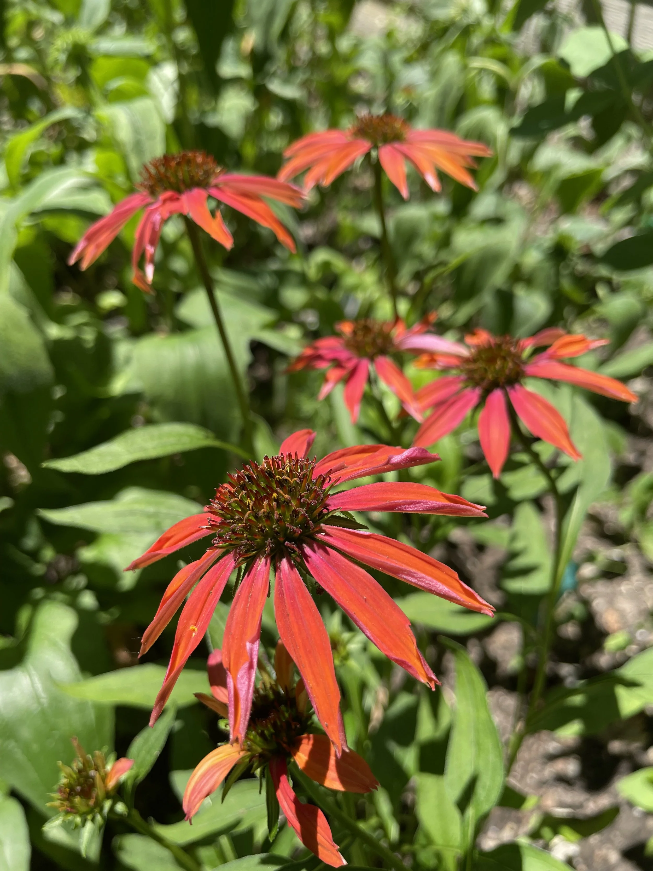 Closeup of echinacea flowers in a garden