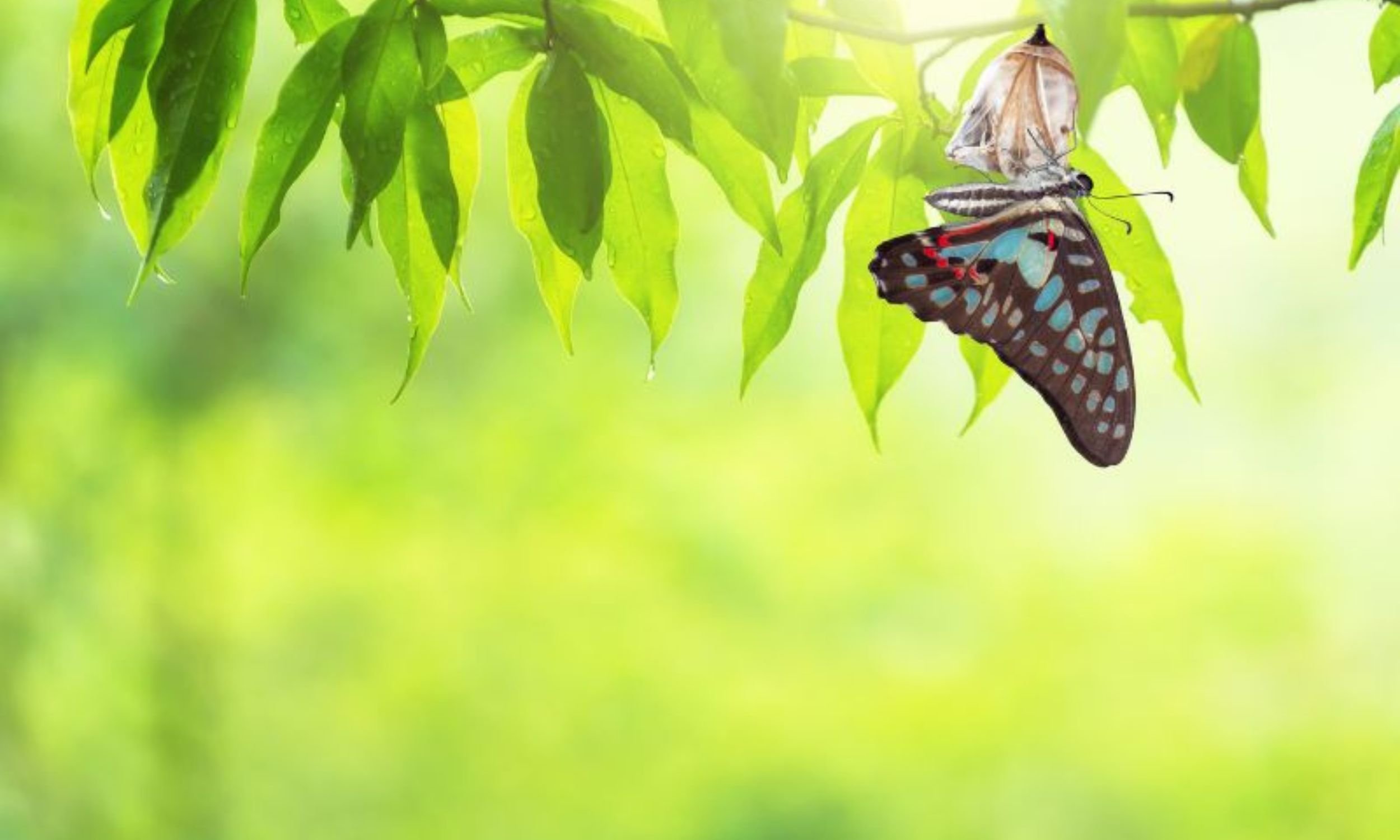 Quantum Living: Navigating Change with Grace and Ease