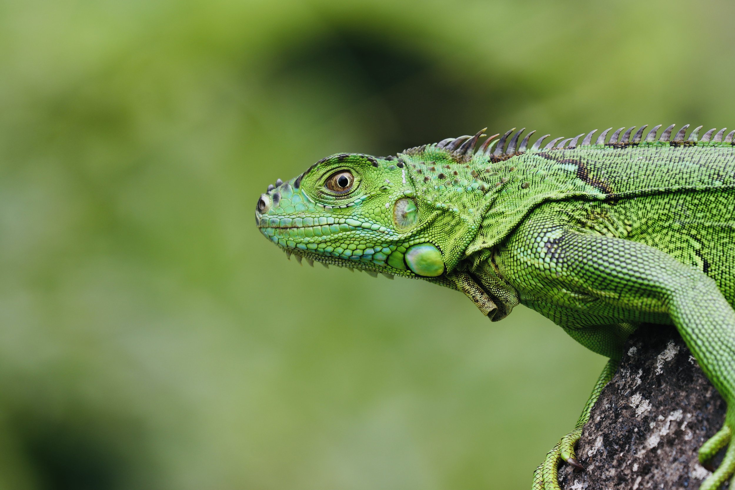 costarica25_135.jpg