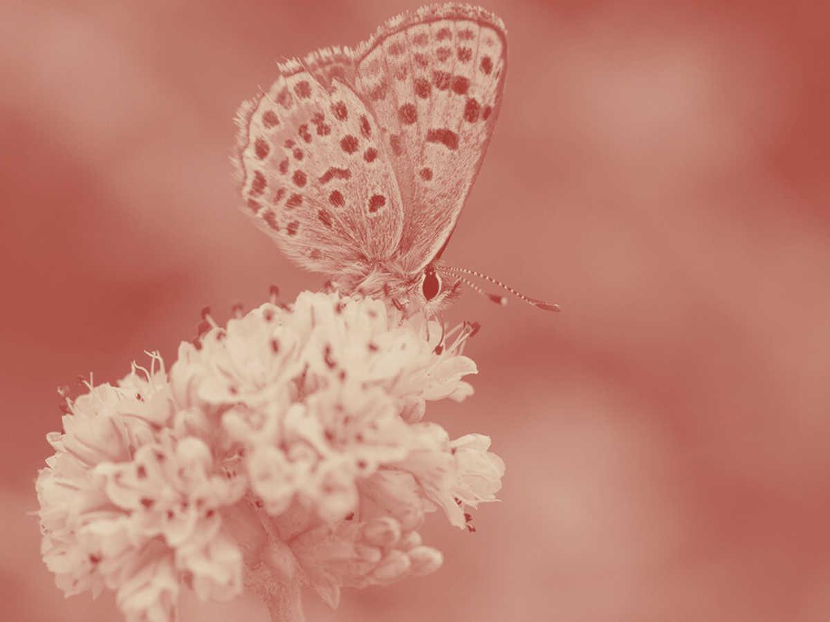 Protecting the El Segundo Blue Butterfly