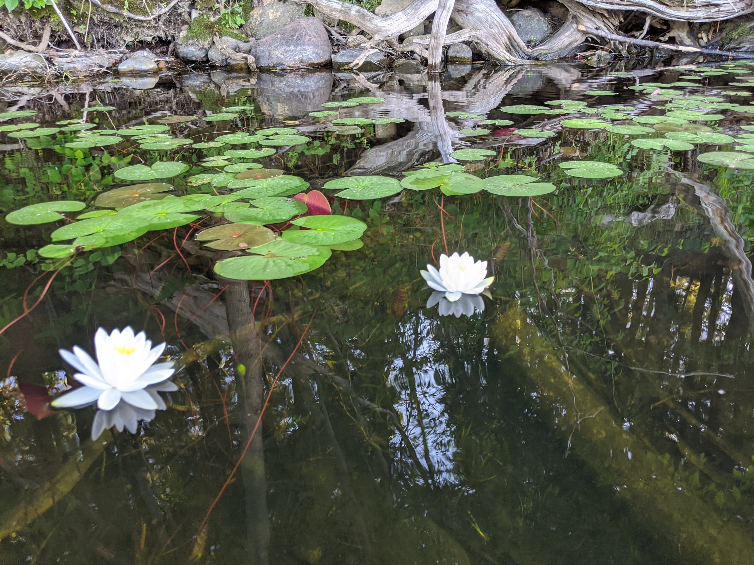 Lillies.jpg