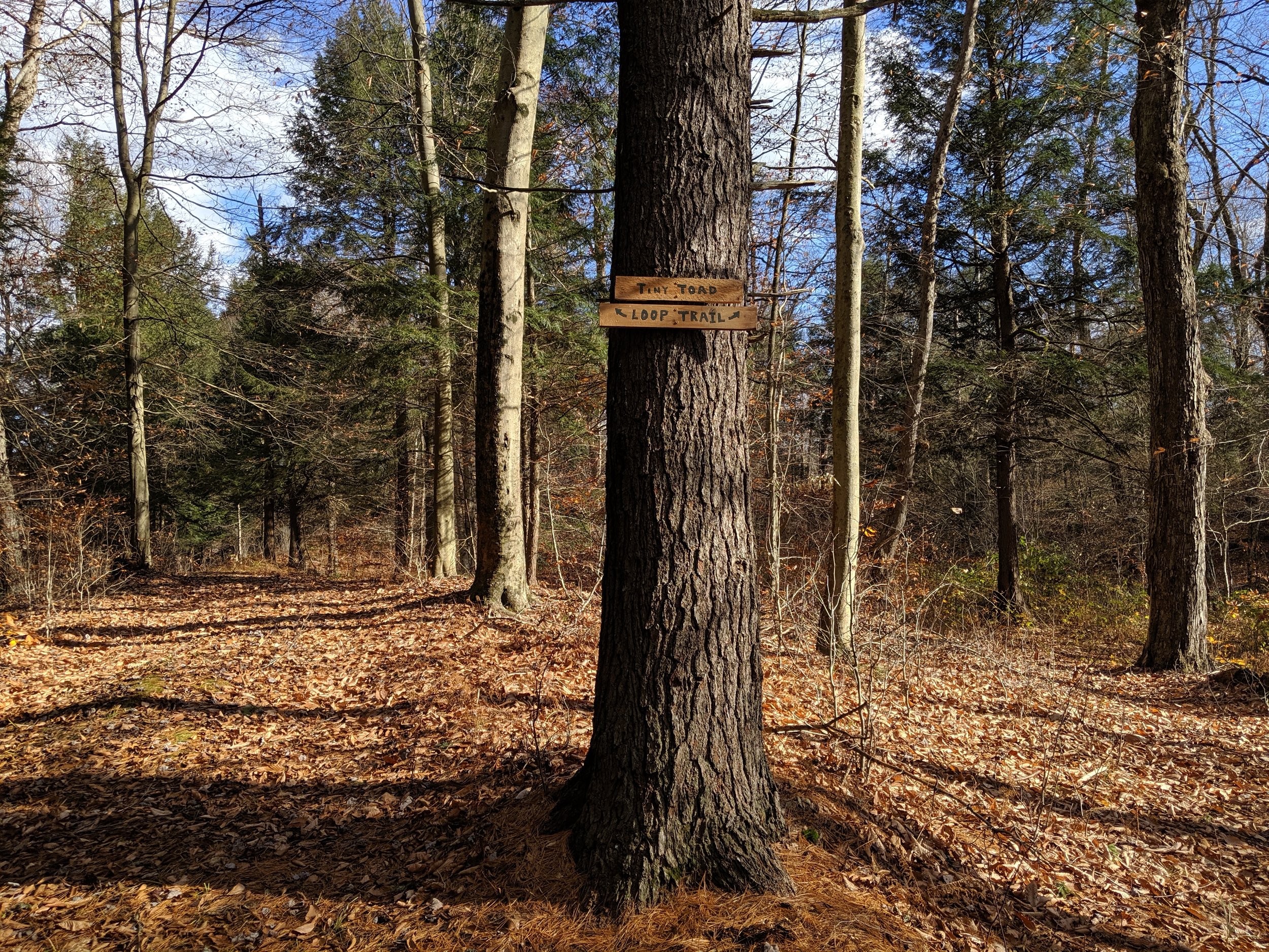 Tiny toad Loop trail.jpg