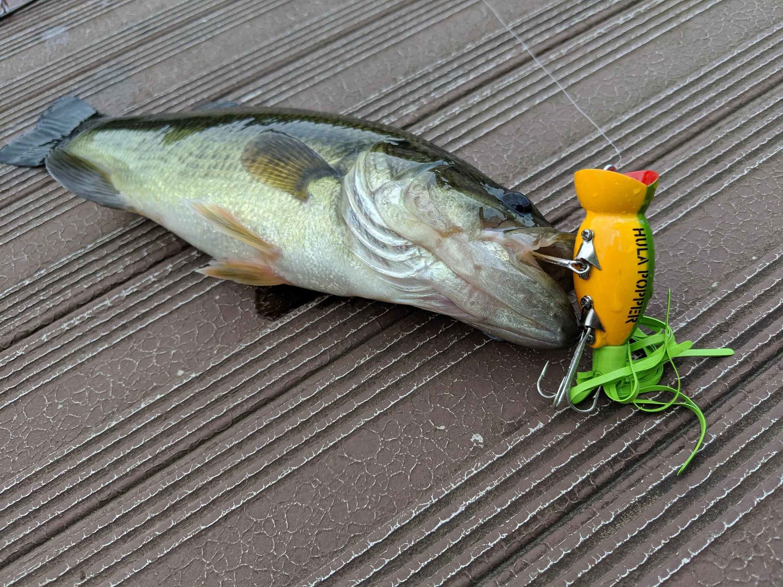 Bass Hula Popper.jpg