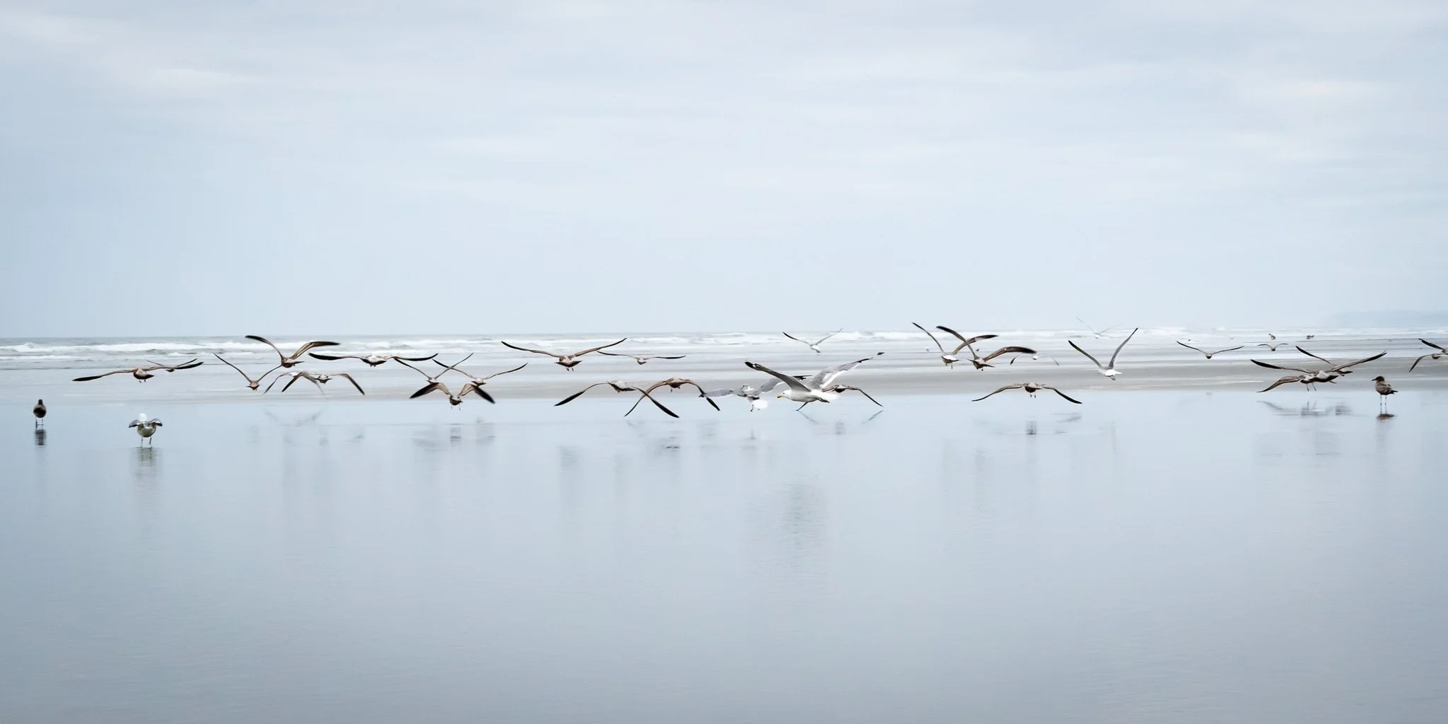Seagulls flying over a calm beach with wet sand and gentle waves in the background.