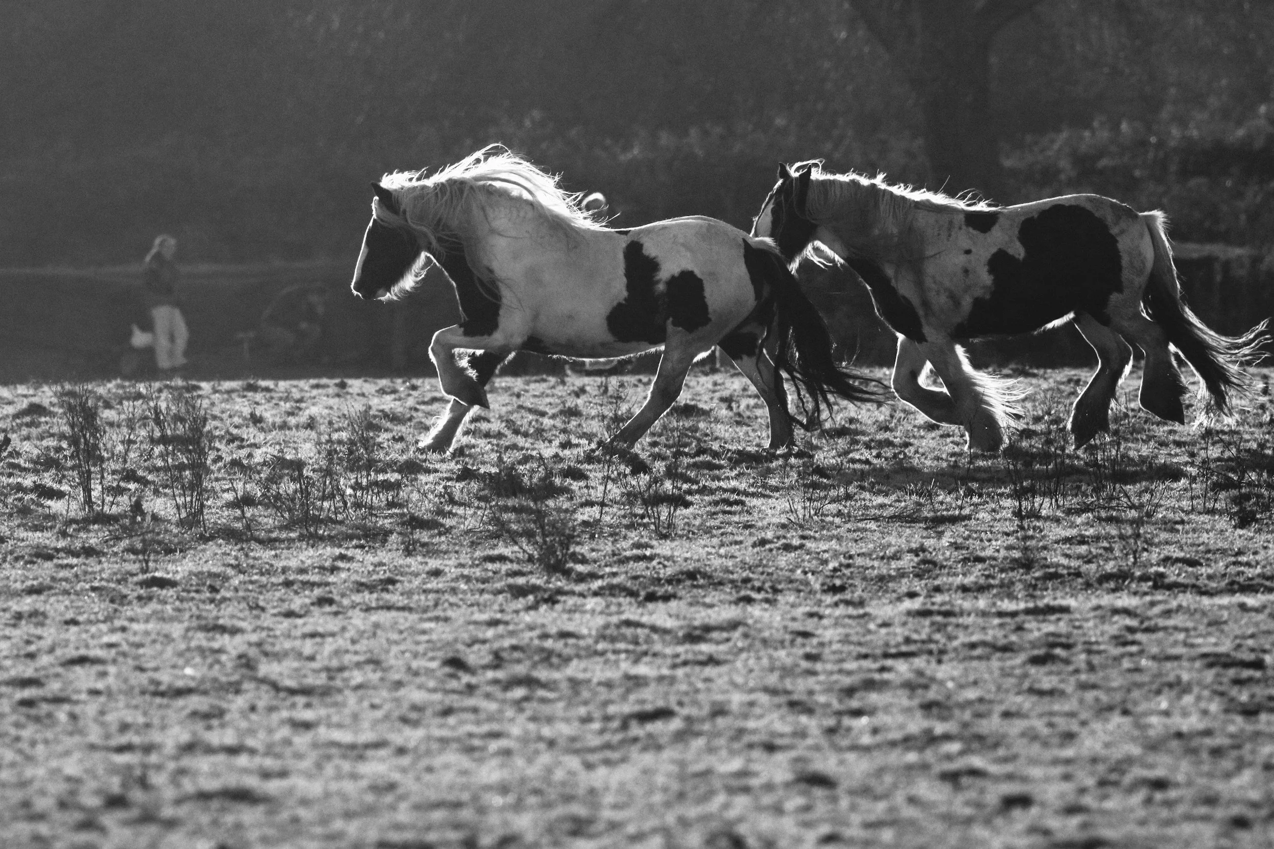 Two pinto horses running on grass in a field with a person standing in the background, black and white photograph.