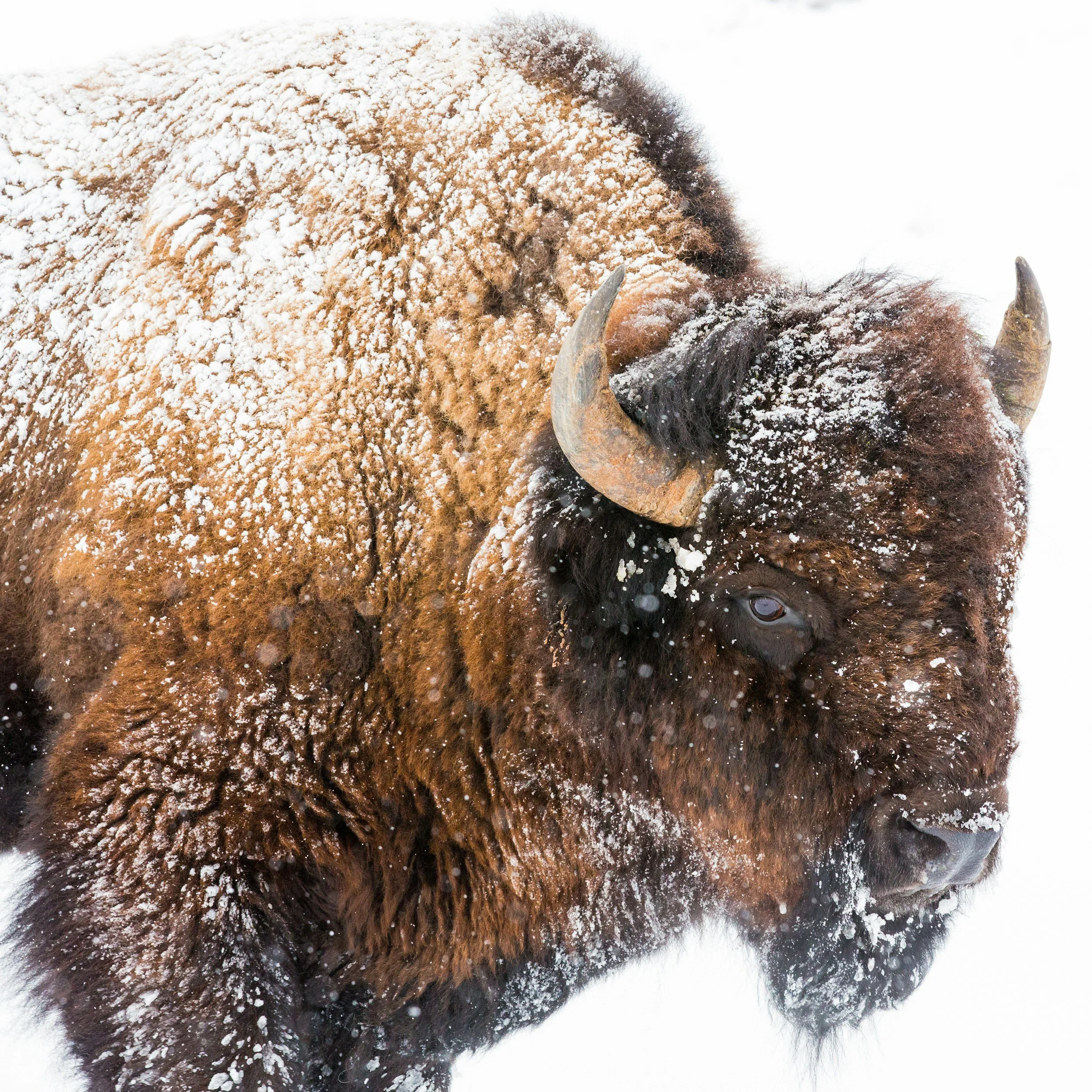 Close-up of a bison covered in snow in a snowy landscape.