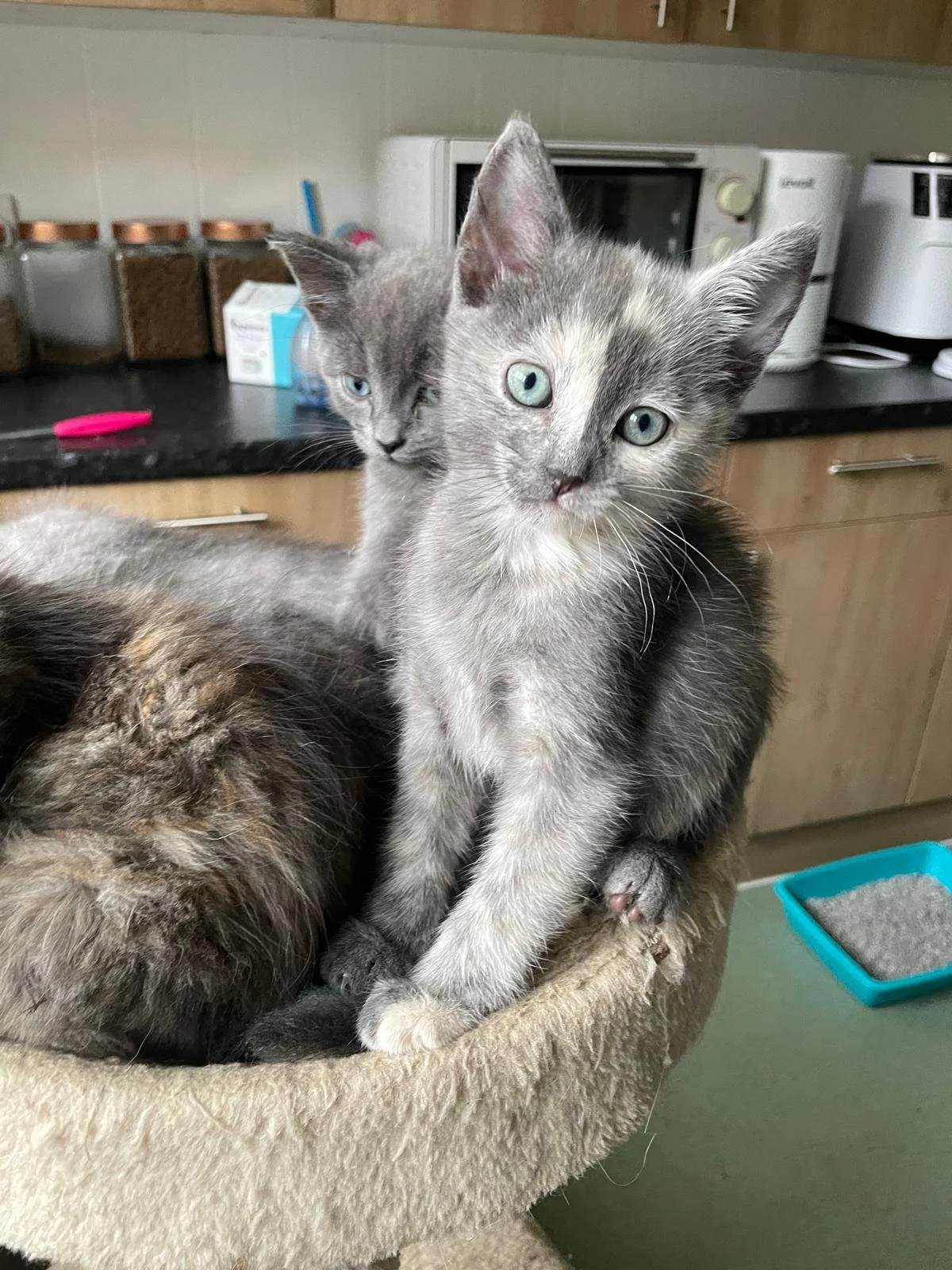 freya 2.jpg