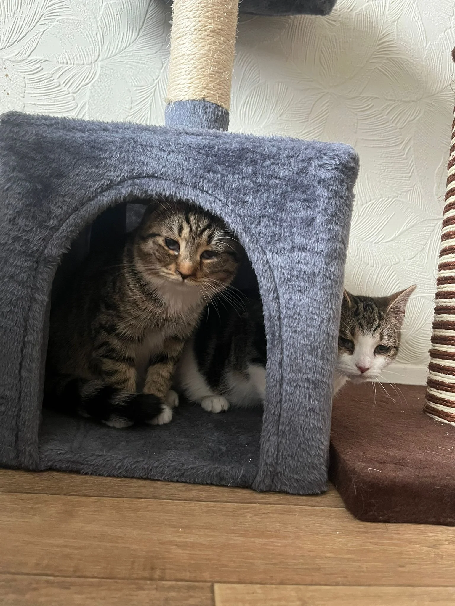 bibi and miso 2.jpeg