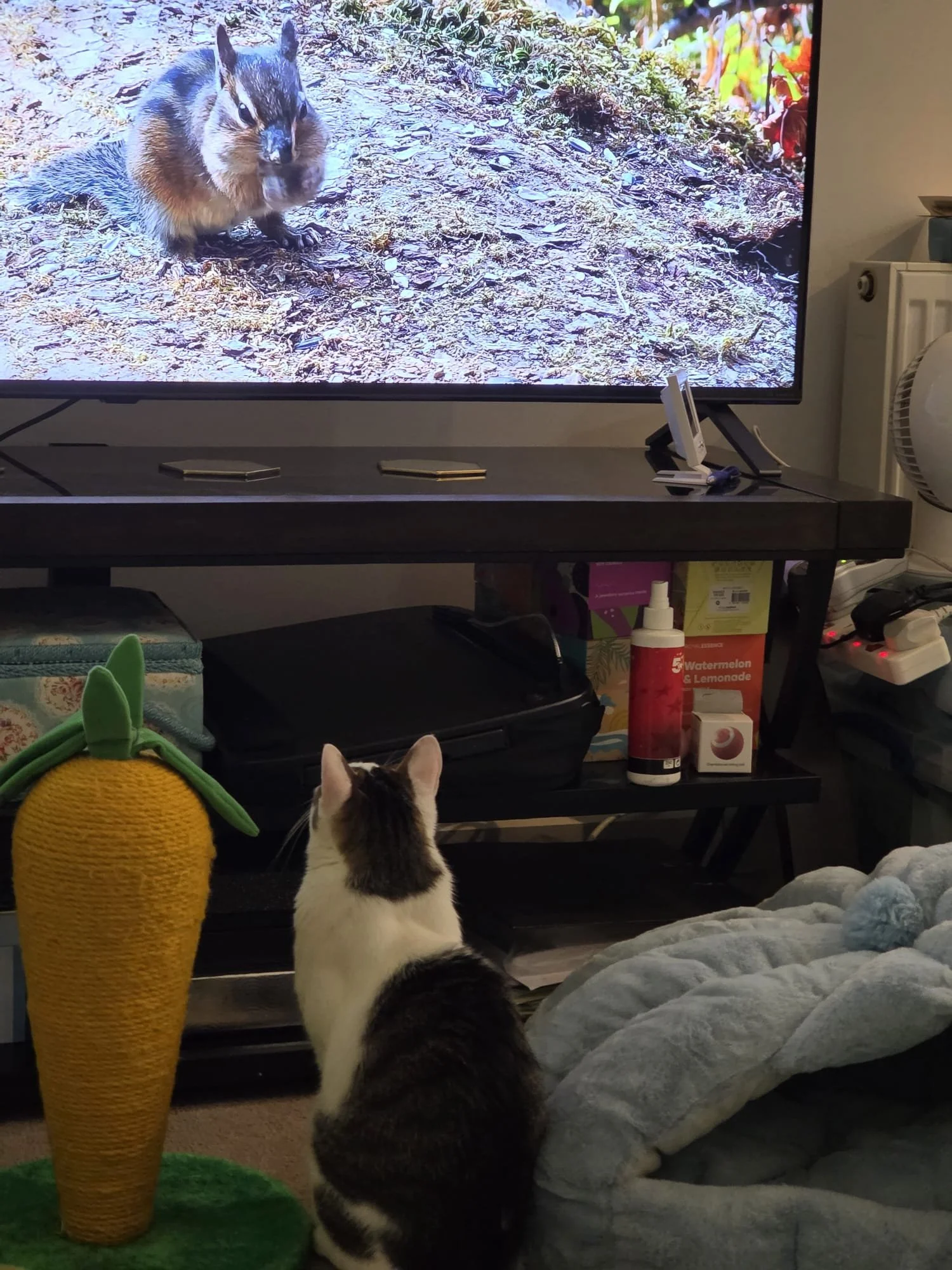 WhatsApp Image 2026-02-26 at 10.06.09 AM (1).jpeg