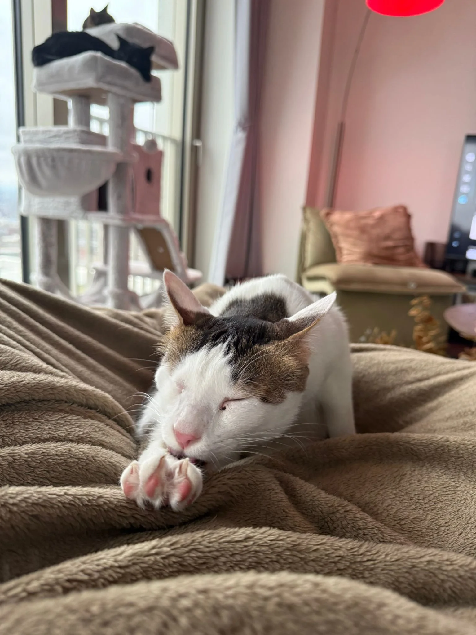 WhatsApp Image 2026-02-16 at 12.19.52 PM.jpeg