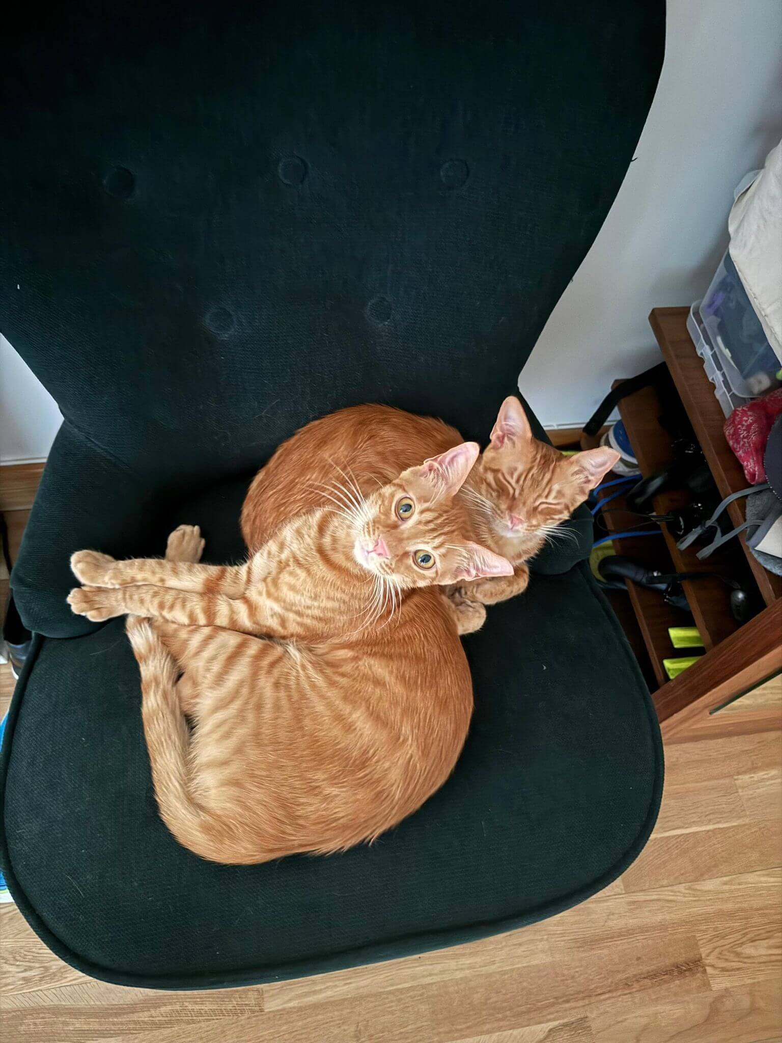 Oscar and Leon