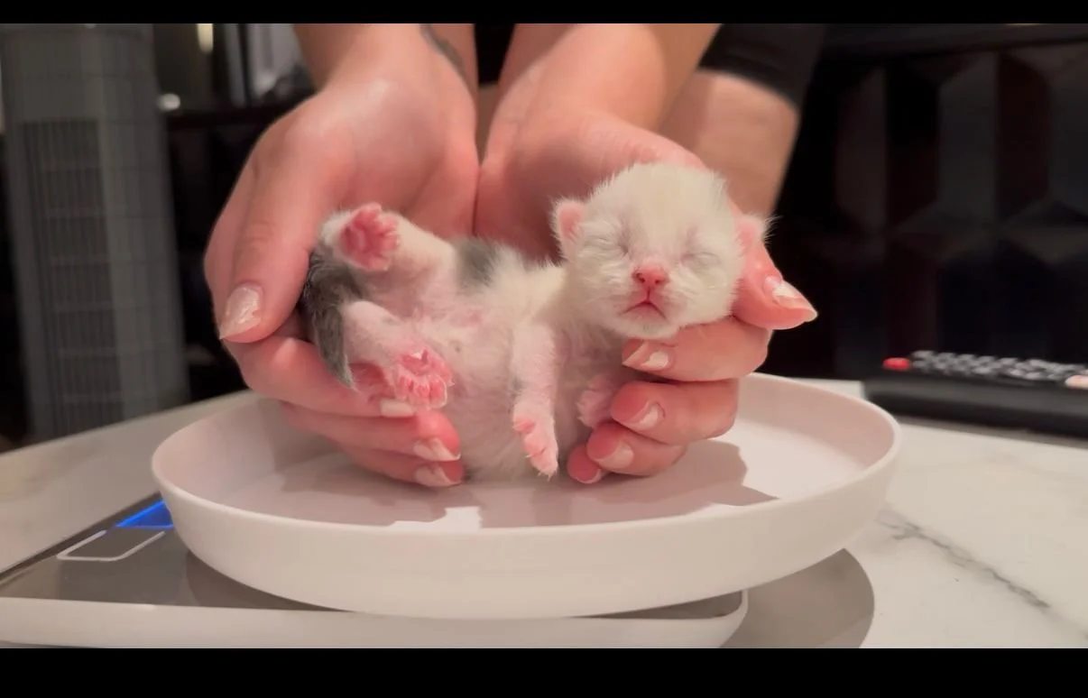 WhatsApp Image 2025-08-06 at 14.29.55_ae998f42.jpg