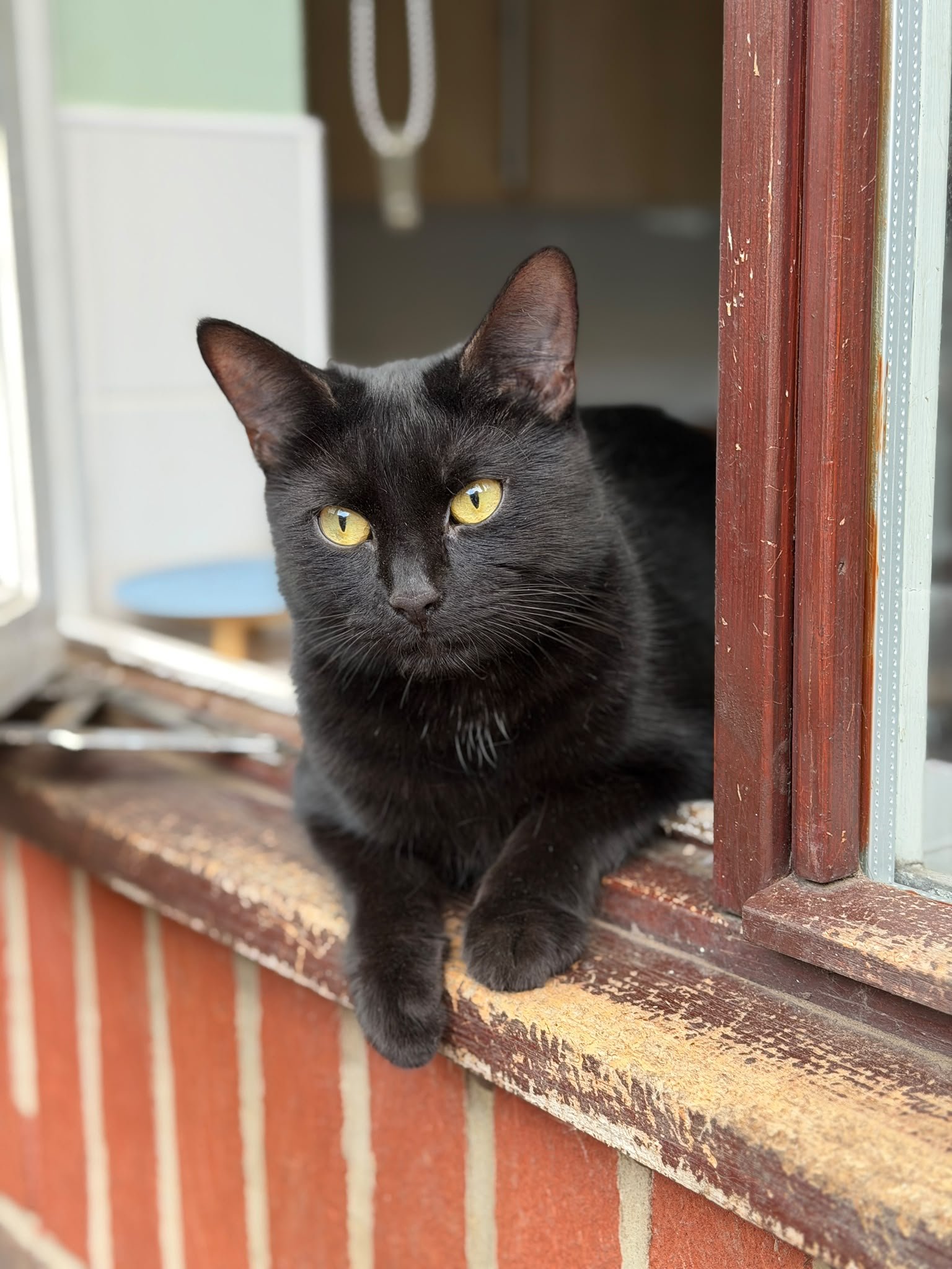 Shady the cat
