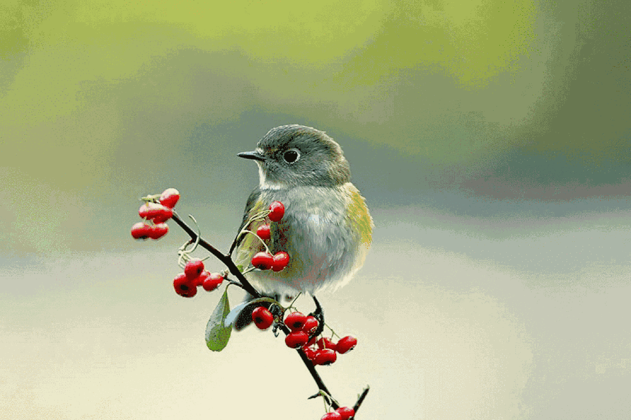 淨泉圓號協奏曲