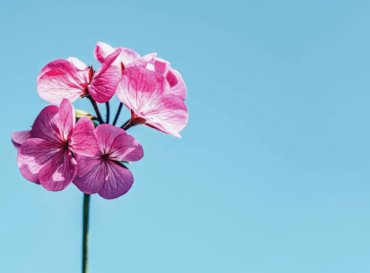花發鳥仍啼  最美在自然