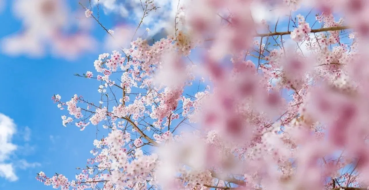 花樣年華