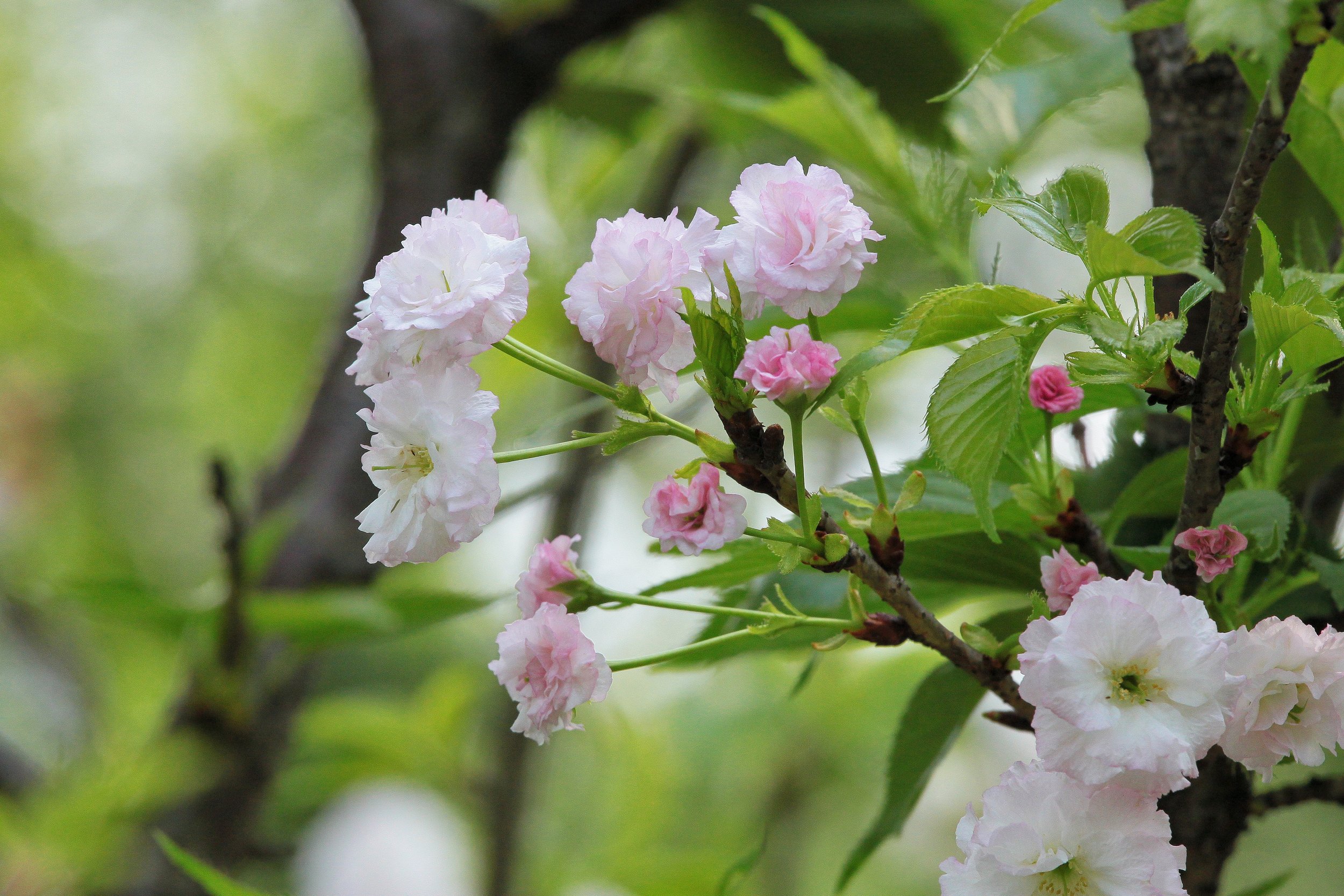 櫻花の季節