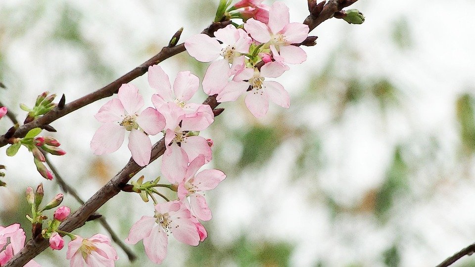 花落心開