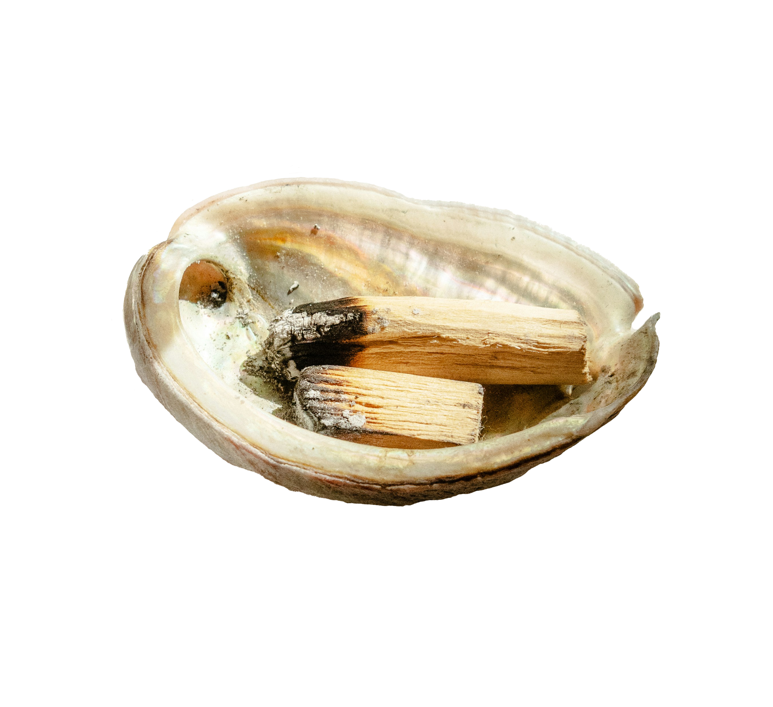 burnt palo santo in a seashell bowl