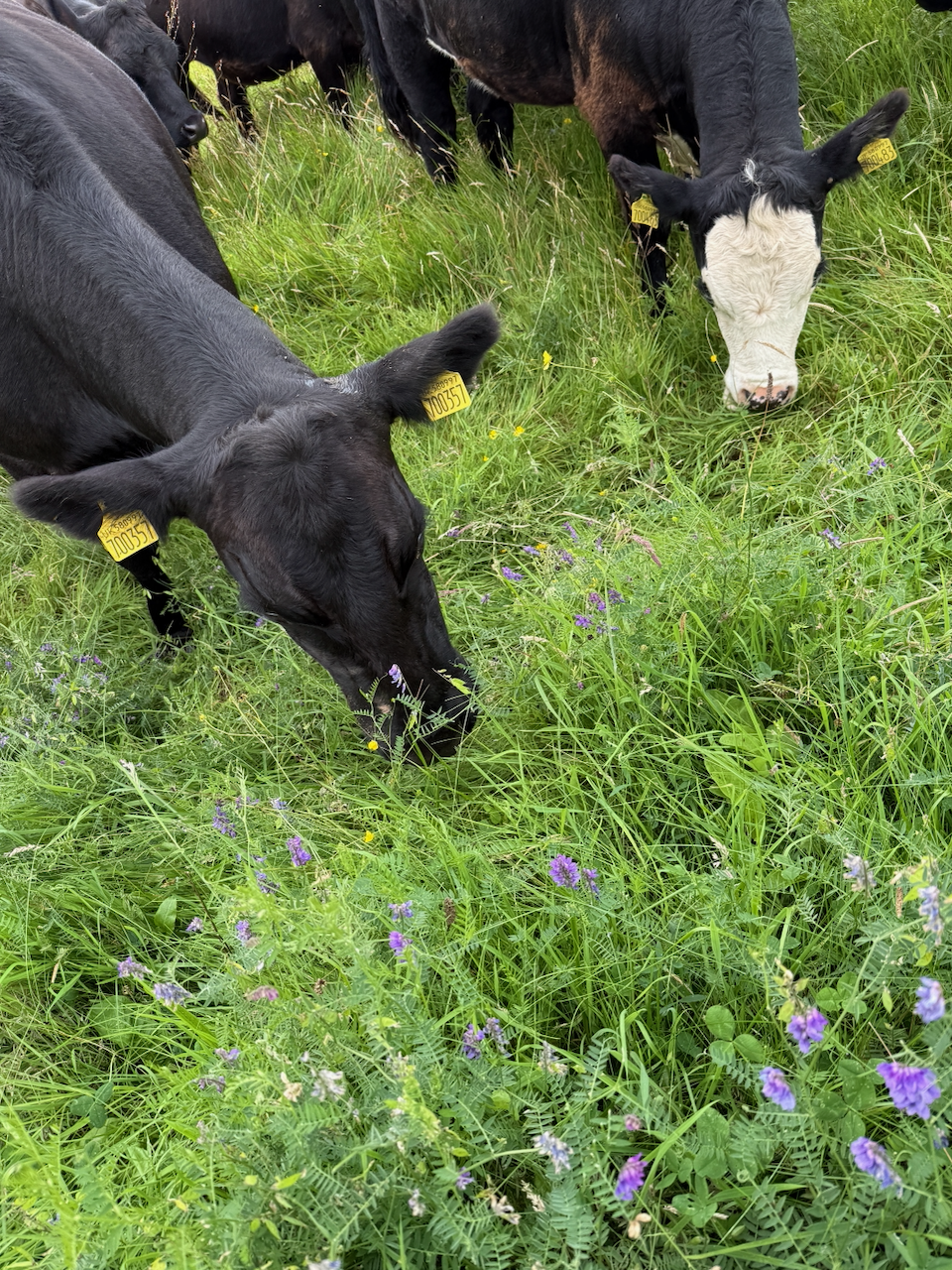 Heather Close - cows and vetch.png