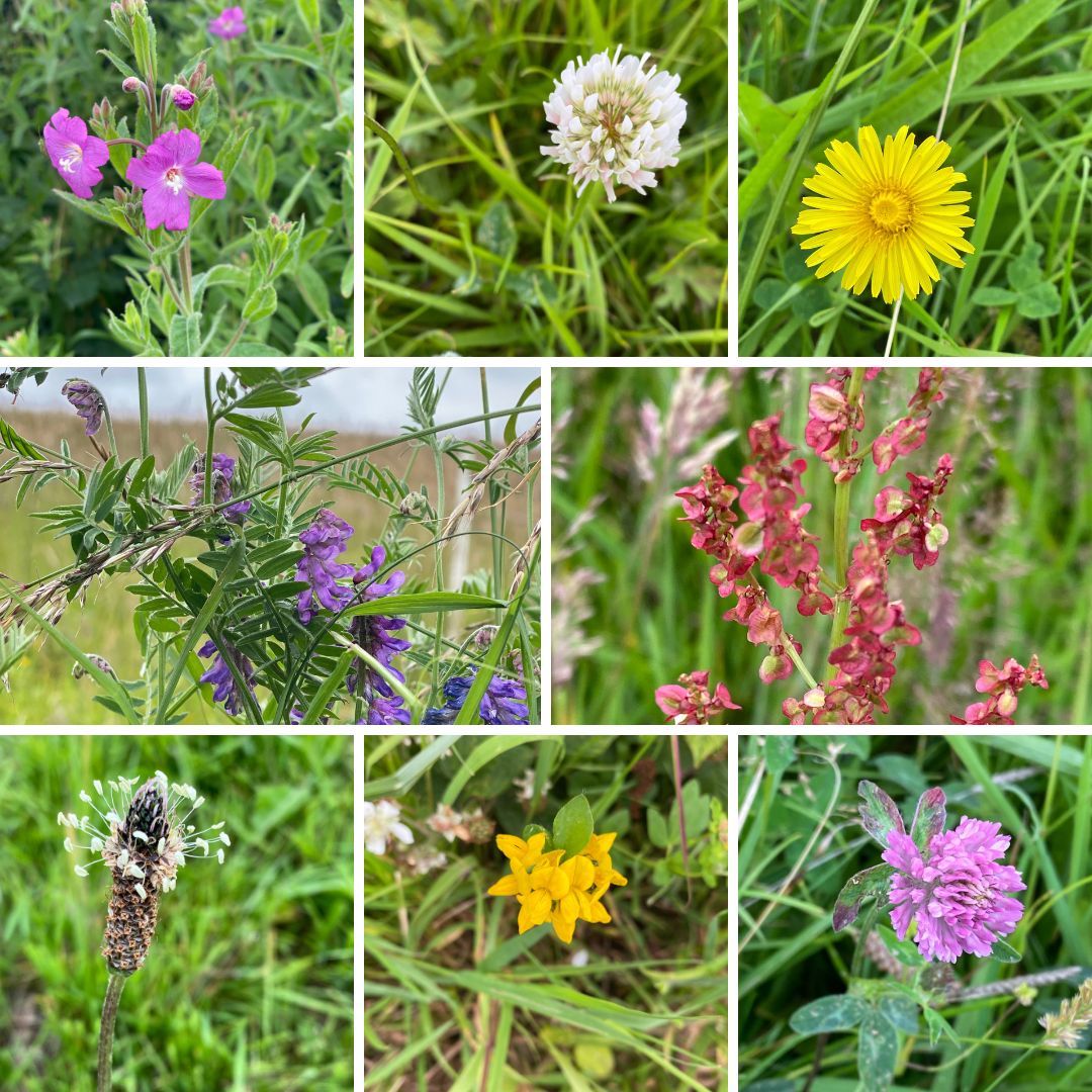 Heather - Flowers medley.png