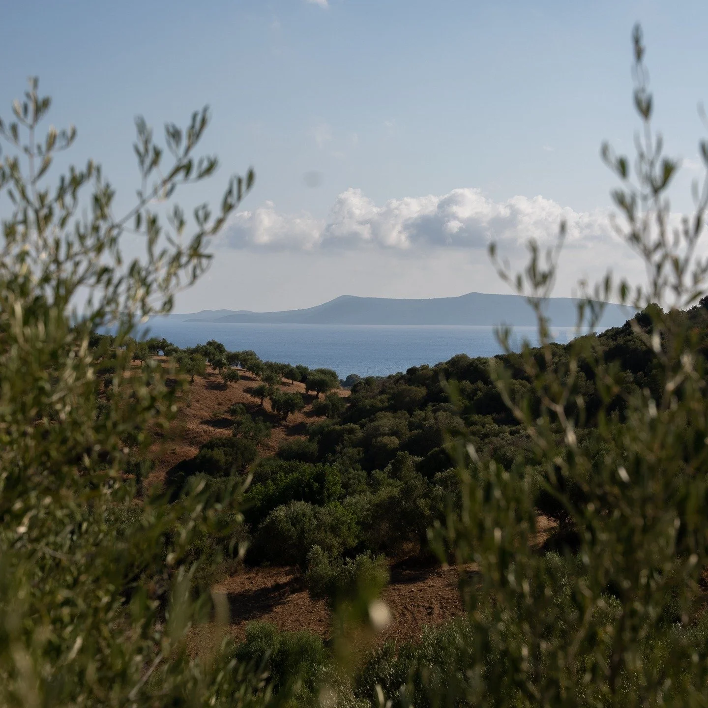 Where the olive trees meet the sea #epicureanretreat #finikounda #peloponnese #visitgreece #greekgetaway #seasideretreat #villawithaview #traveltogreece #mediterraneanvibes #slowliving #hiddengreece #greekescape