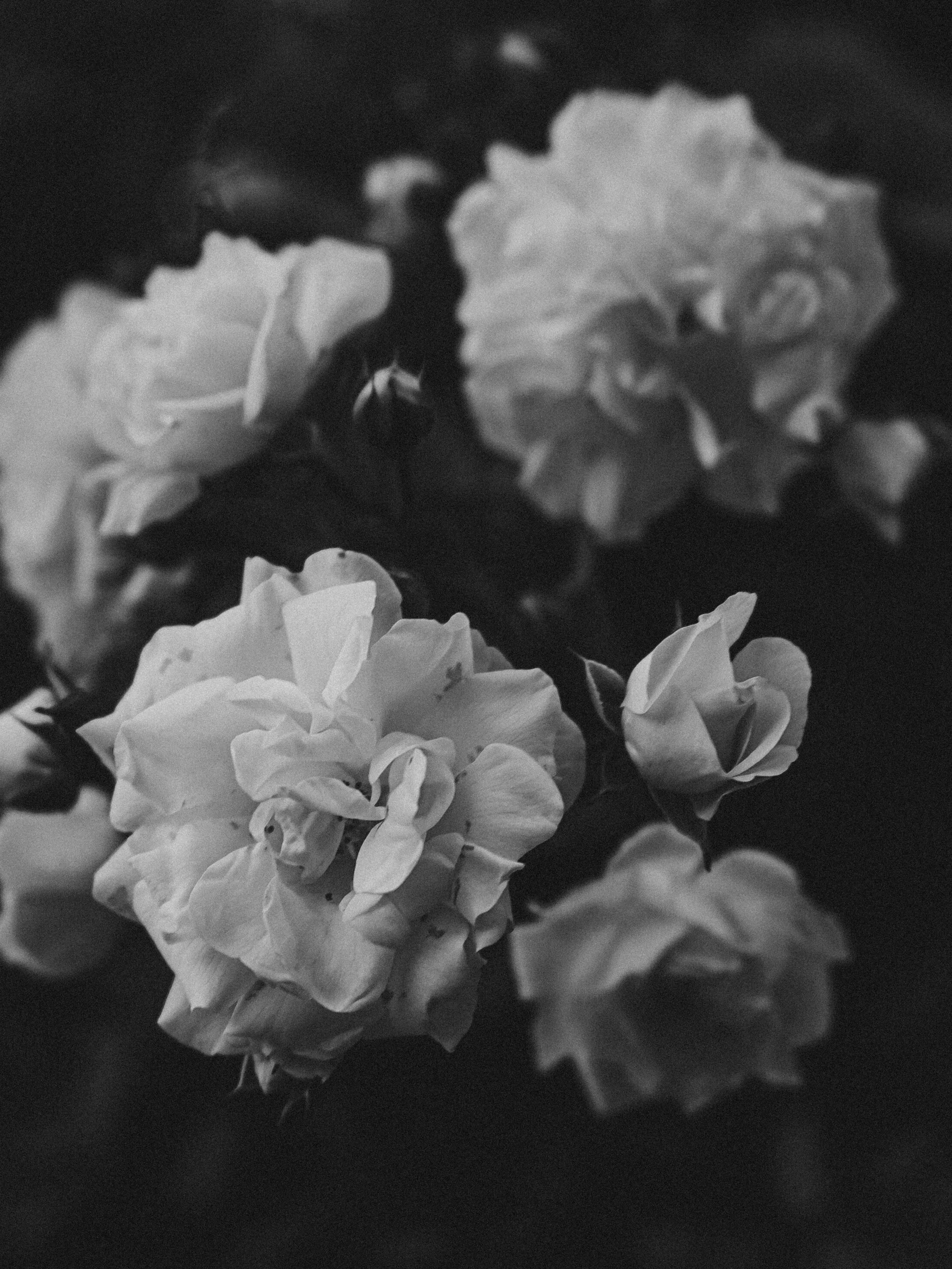 Black and white photo of roses in bloom