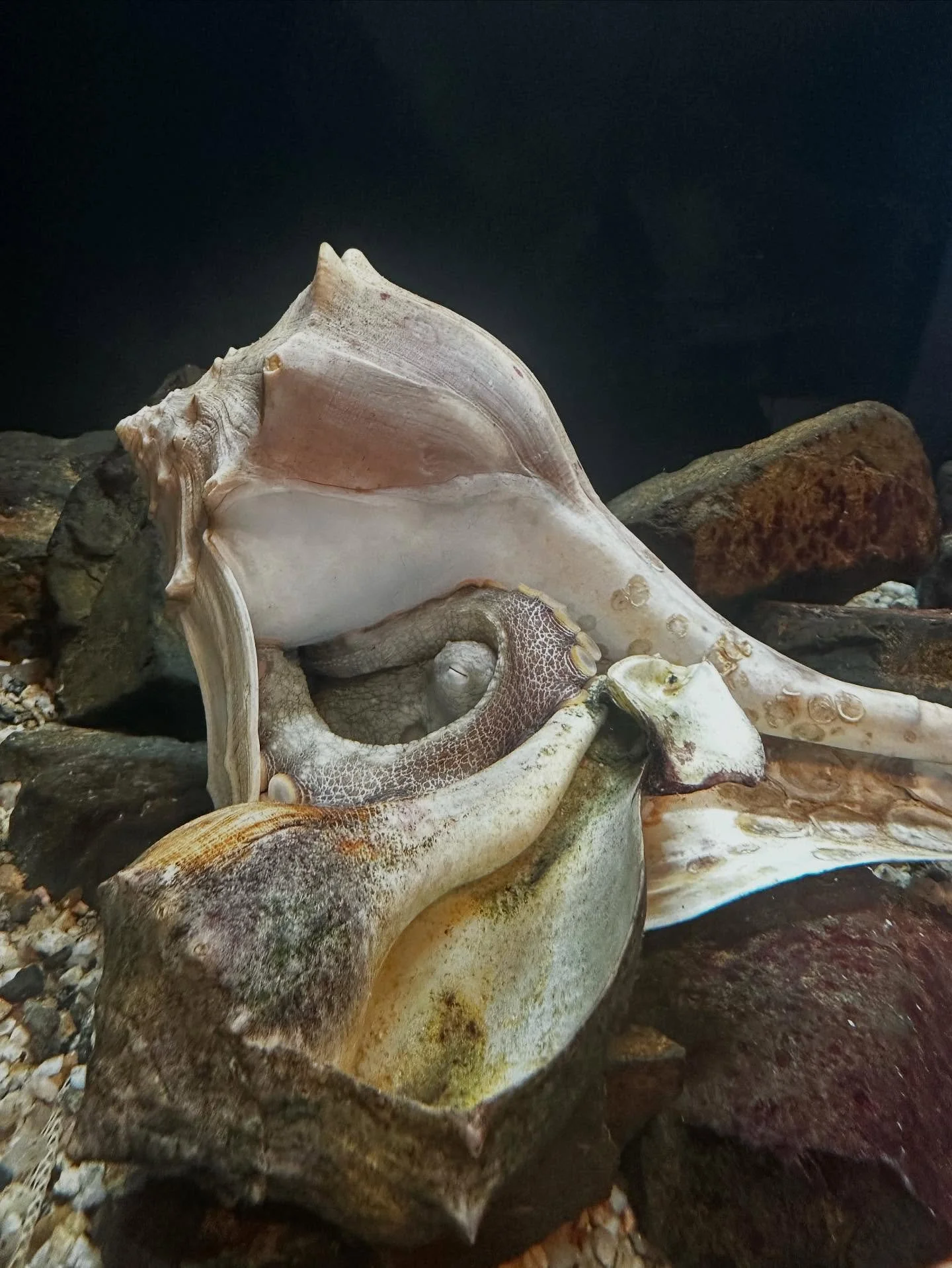 Close-up of a large seashell with an octopus inside, surrounded by rocks on the ocean floor.