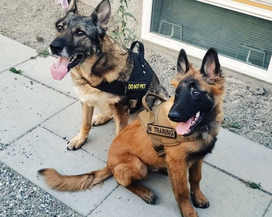 German shepherd and malinois detection dogs