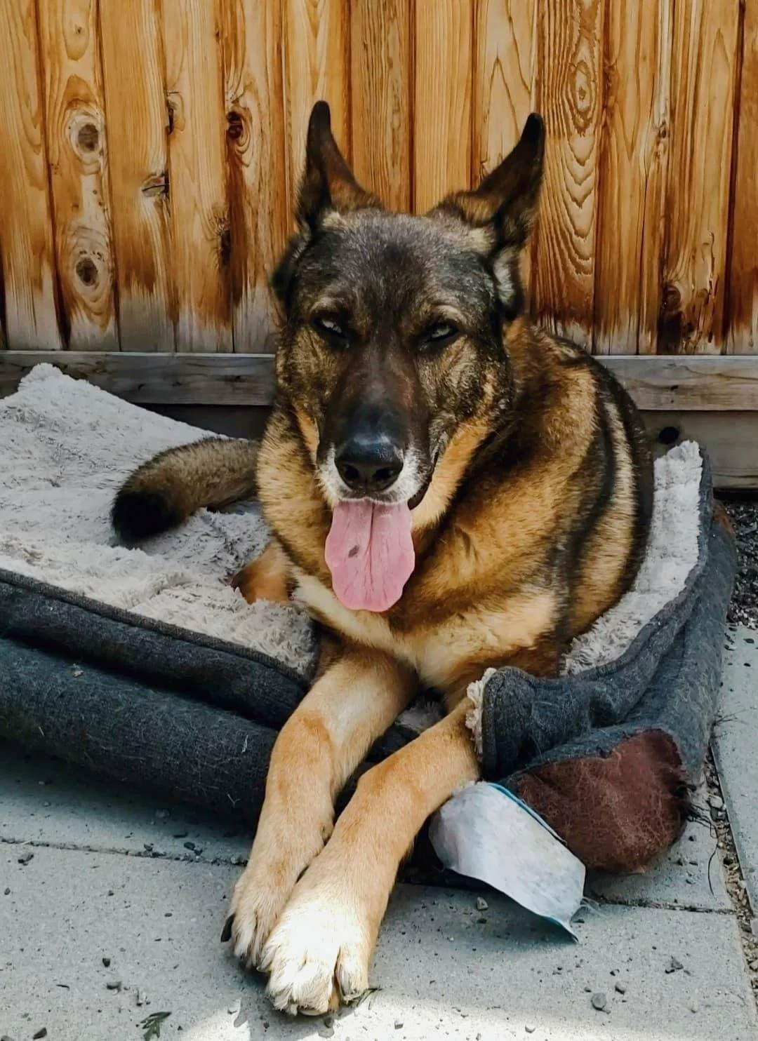 Regal German Shepherd