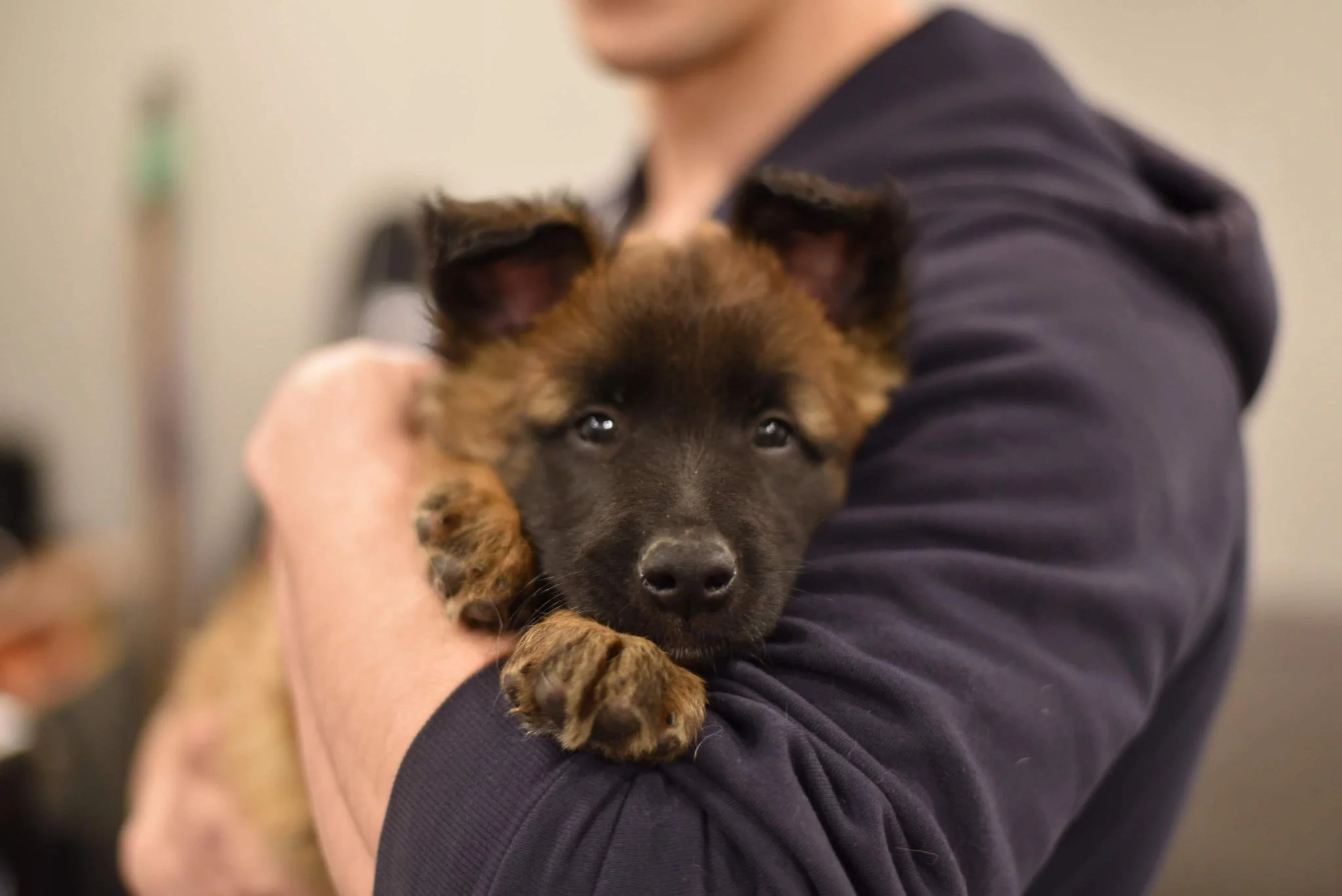 Dog Trainer with Malinois Puppy