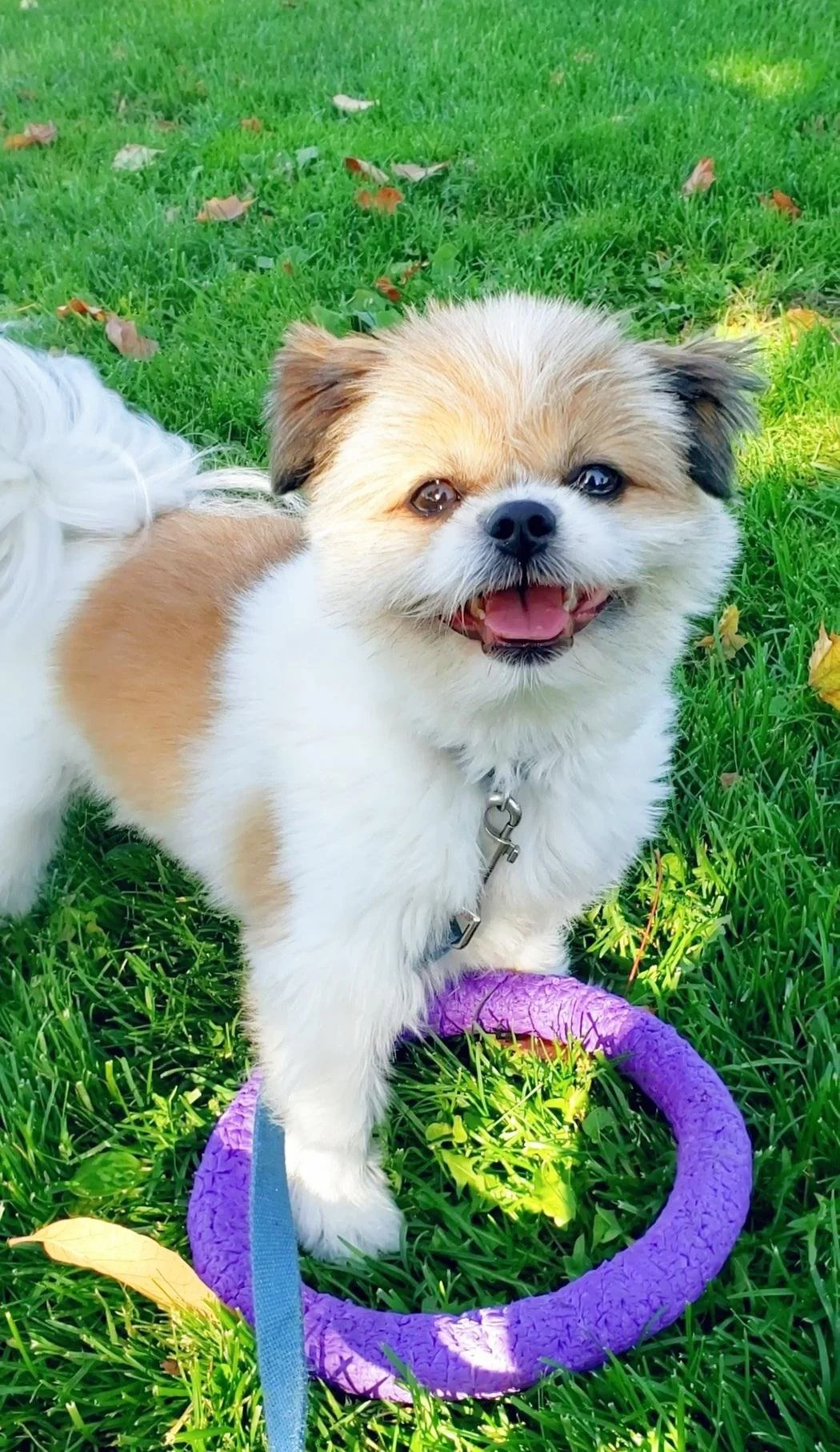 Happy shih tzu with toy