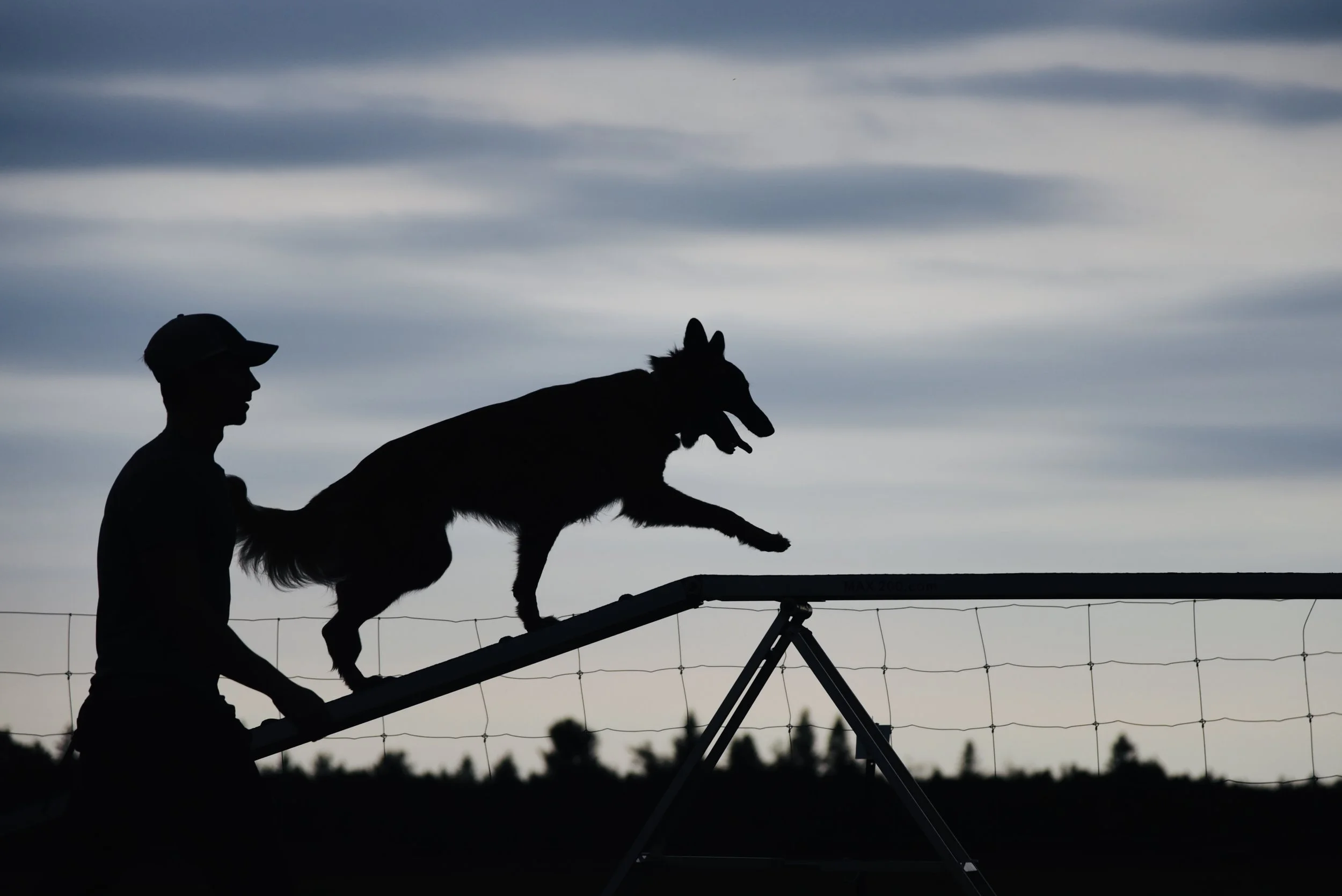Silhouette of malinois going over dog walk with trainer guiding